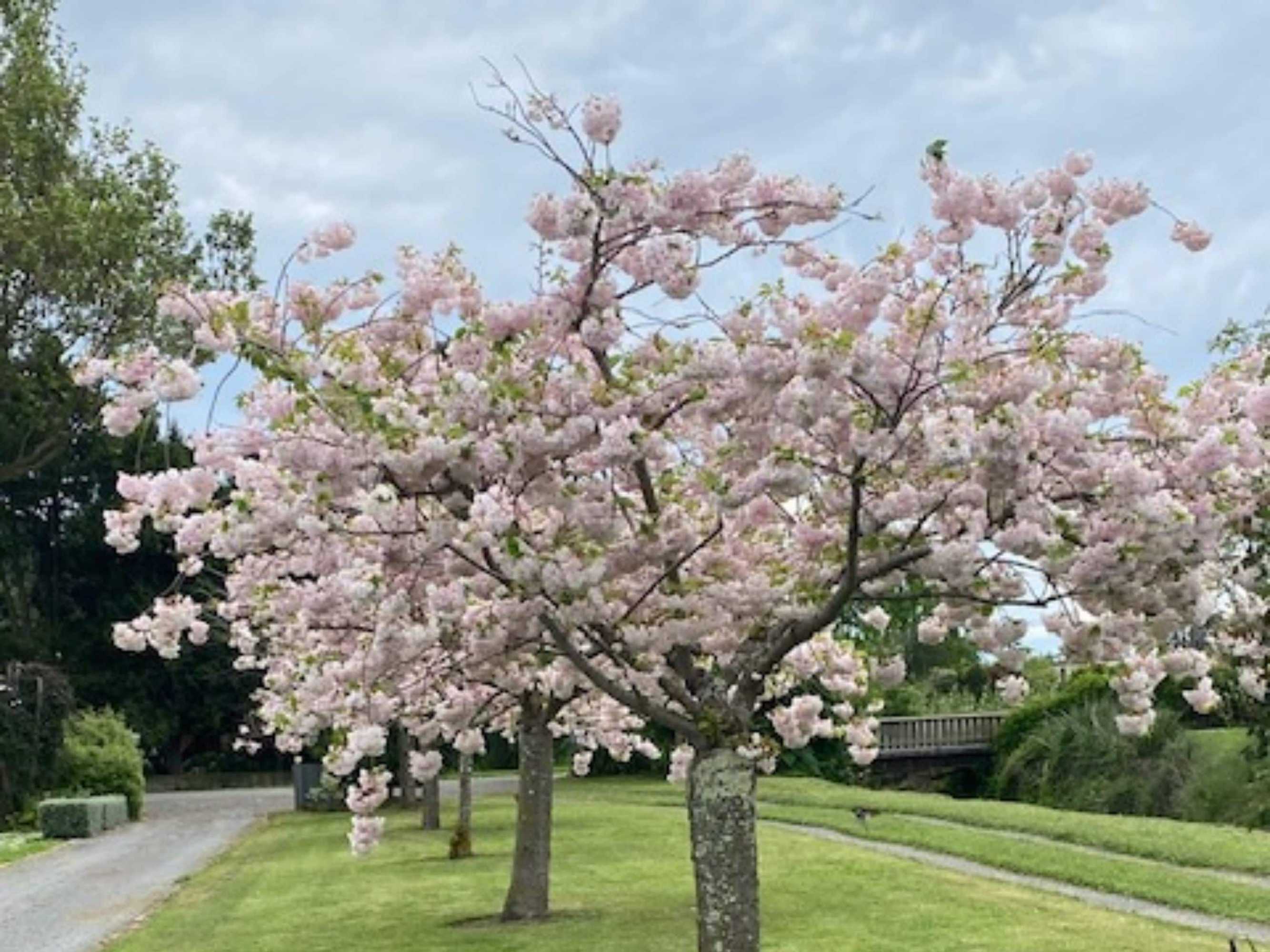 Gift card for Amuri Villas