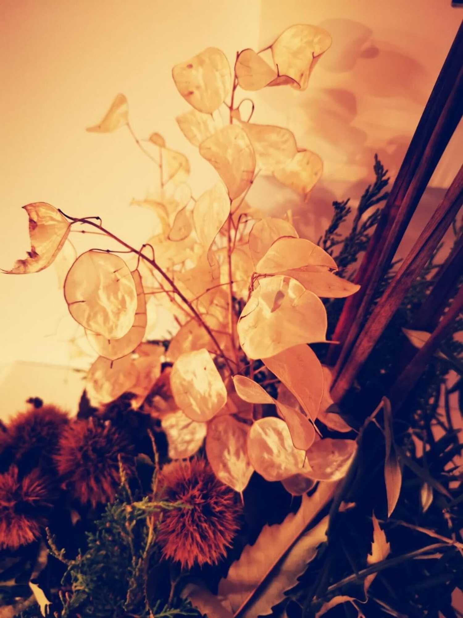 Gift card for Casa do Castelo