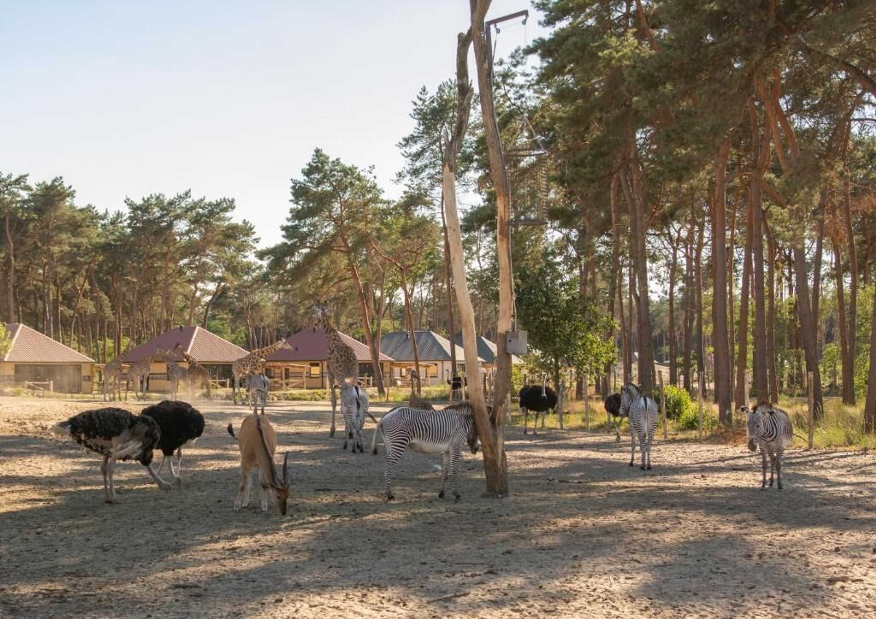 Gift card for Safari Resort Beekse Bergen Gift card for Safari Resort Beekse Bergen