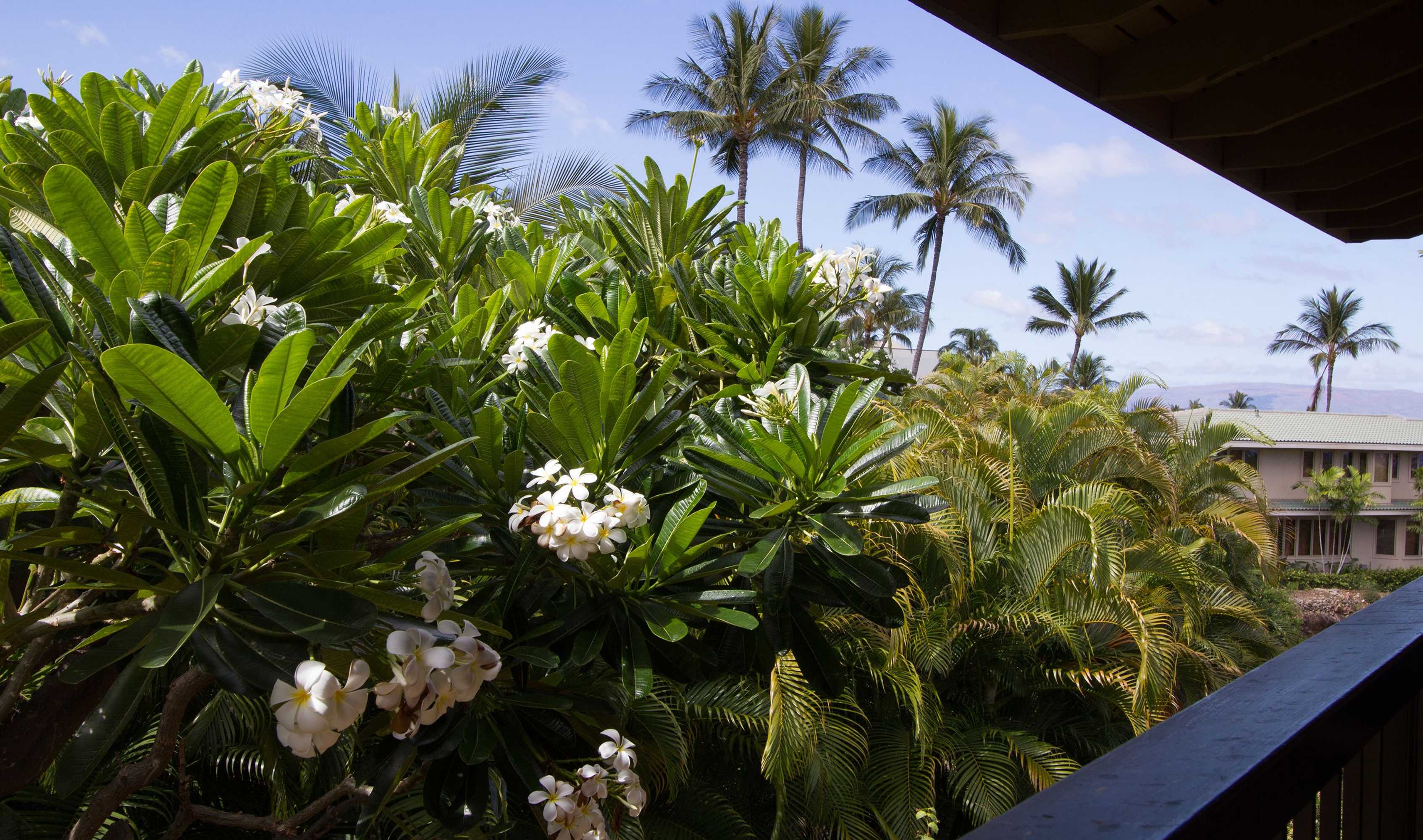 Gift card for Wailea Ekahi - Coraltree Residence Collection Gift card for Wailea Ekahi - Coraltree Residence Collection