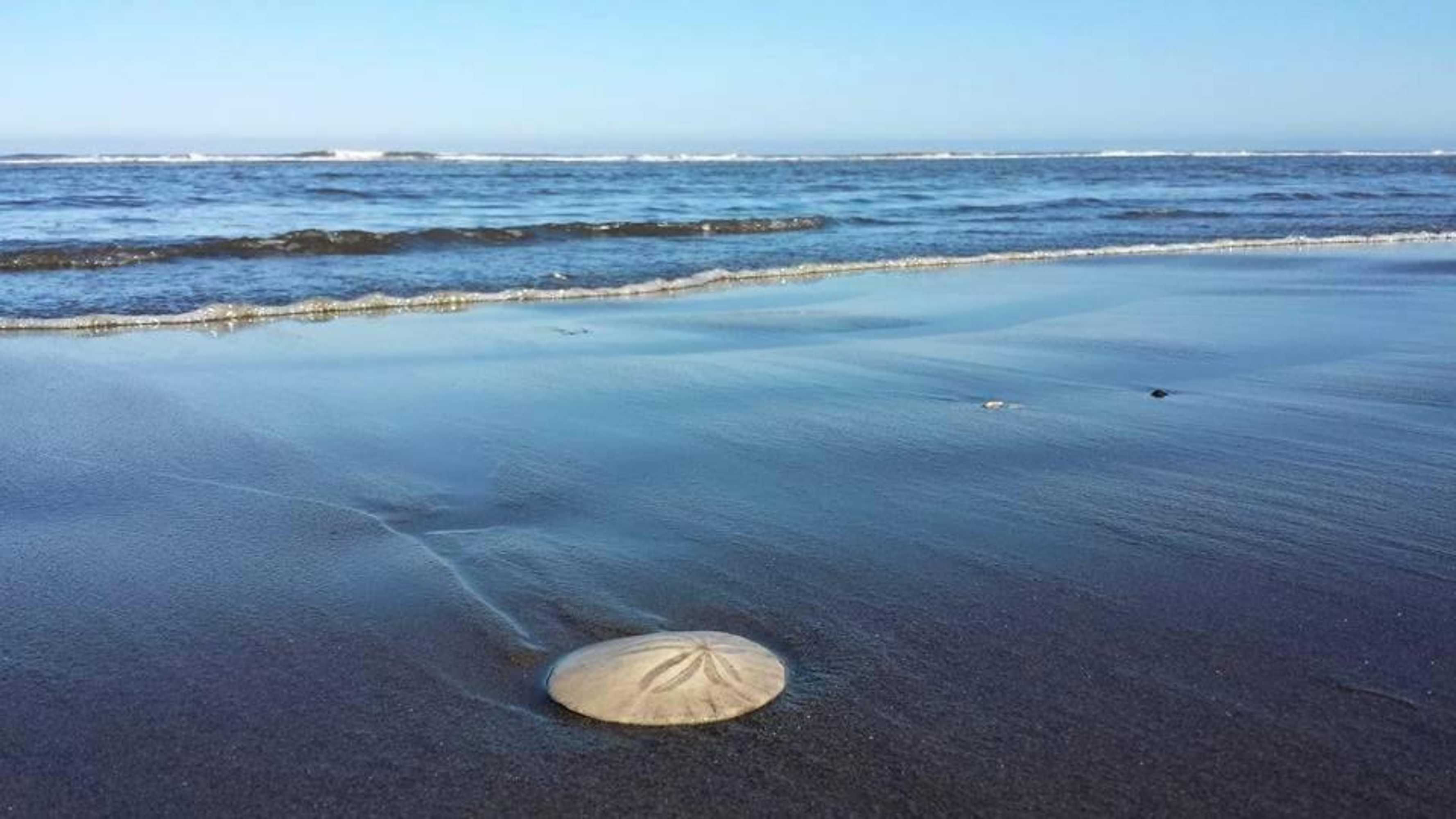 Gift card for The Lowtide Motel