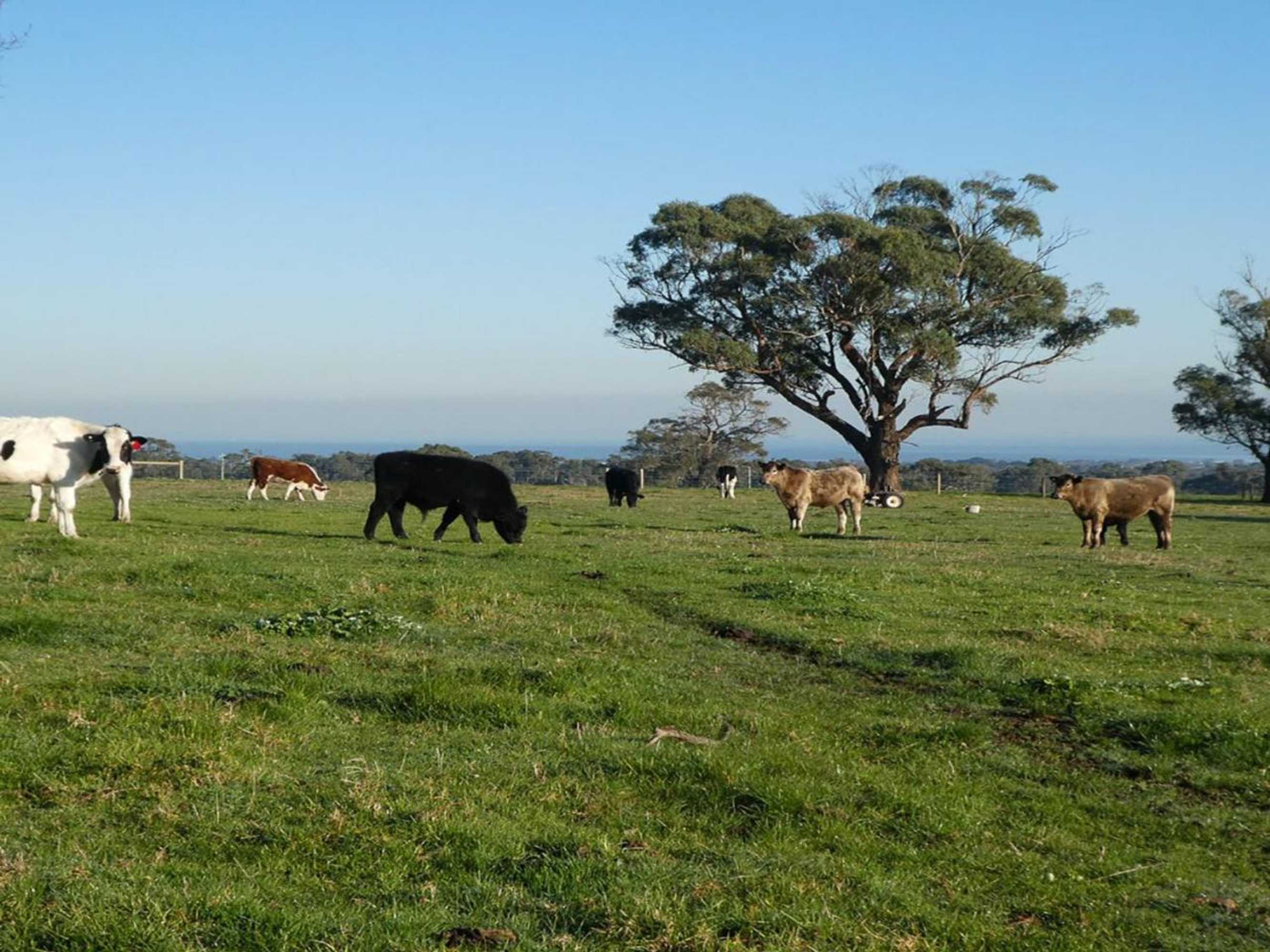 Gift card for Red Hill Ridge