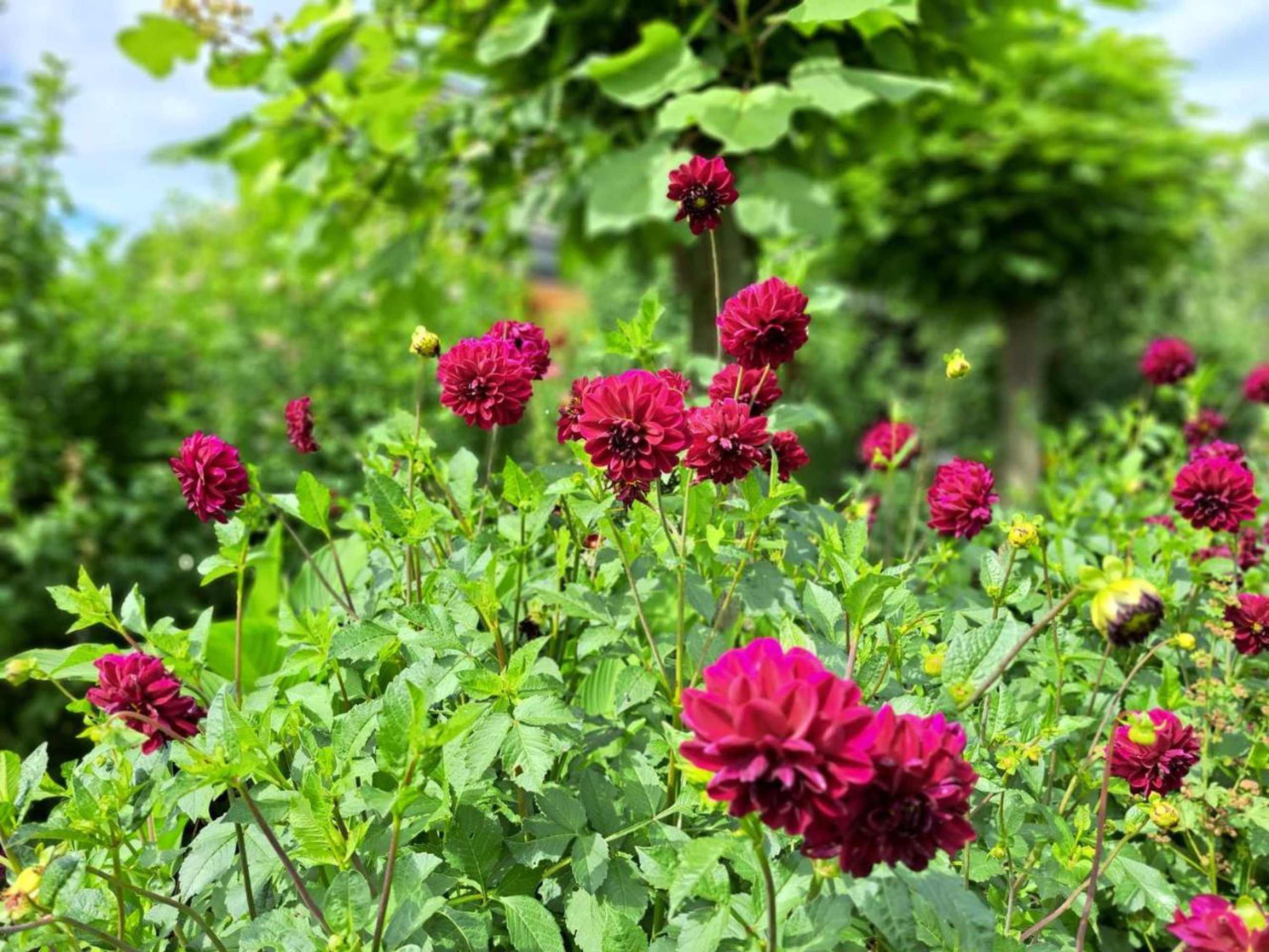 Gift card for De Stippelberg