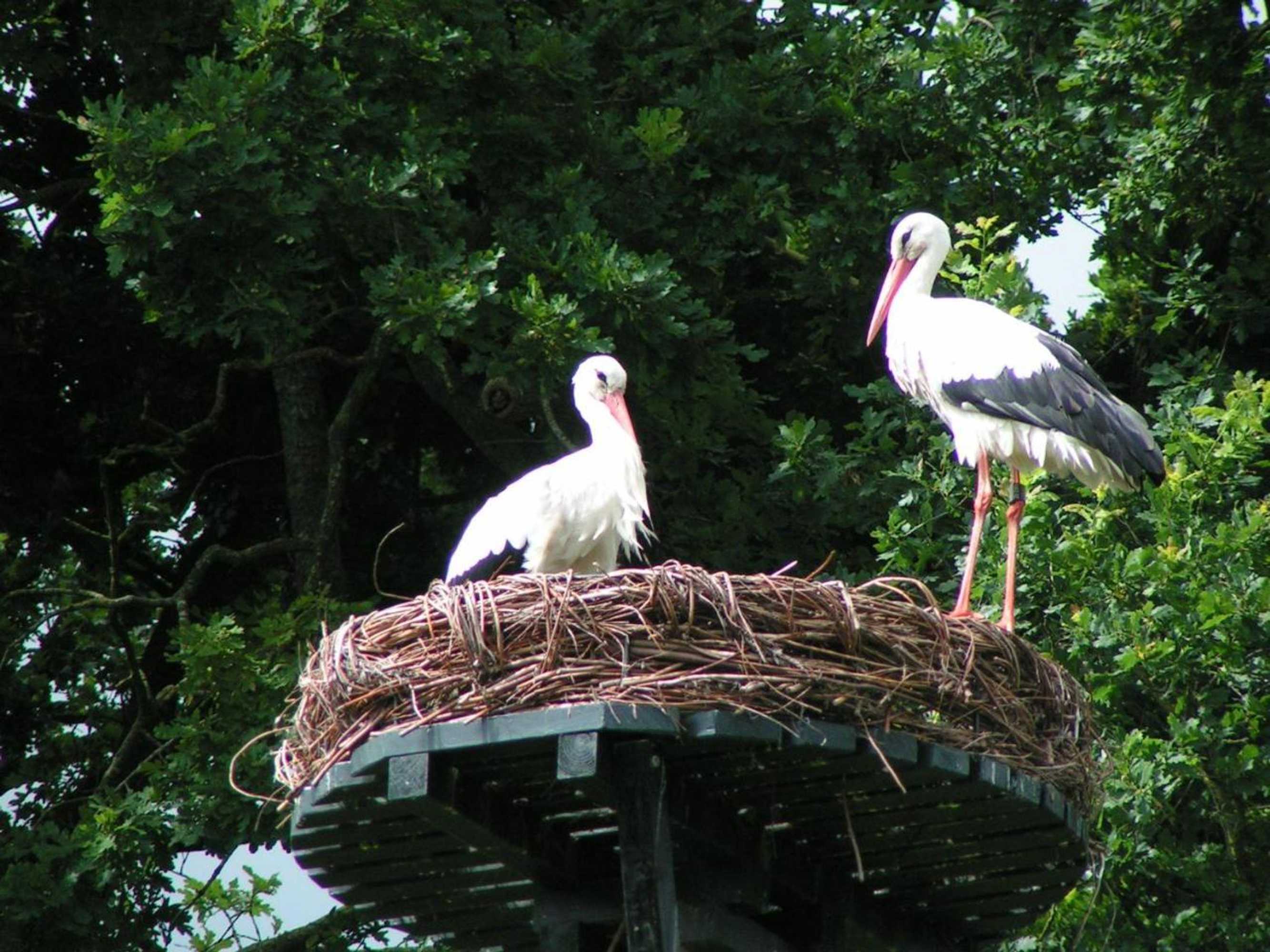 Gift card for Het Schepershoes