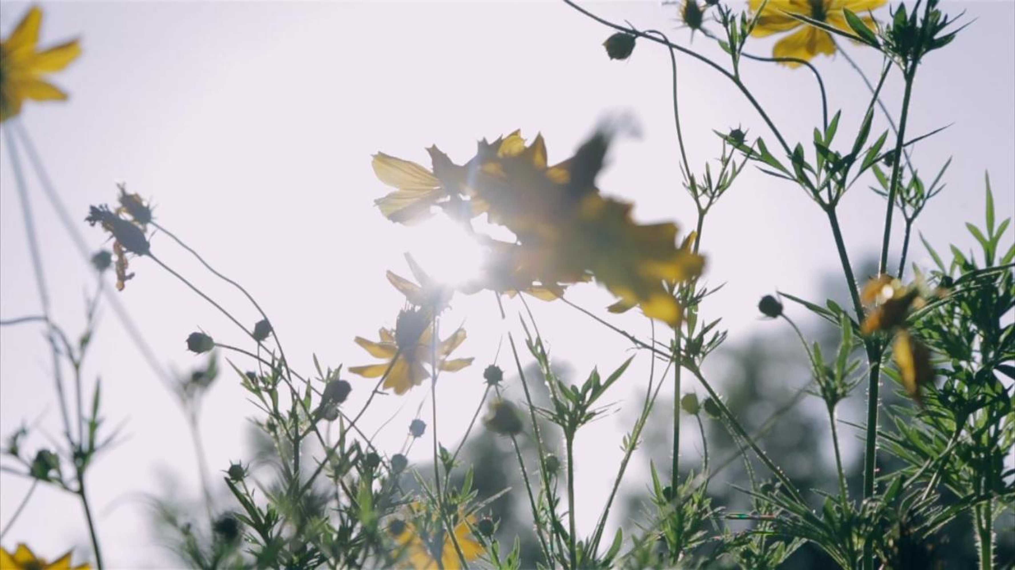 Gift card for Villa Sunset Jogjakarta Gift card for Villa Sunset Jogjakarta