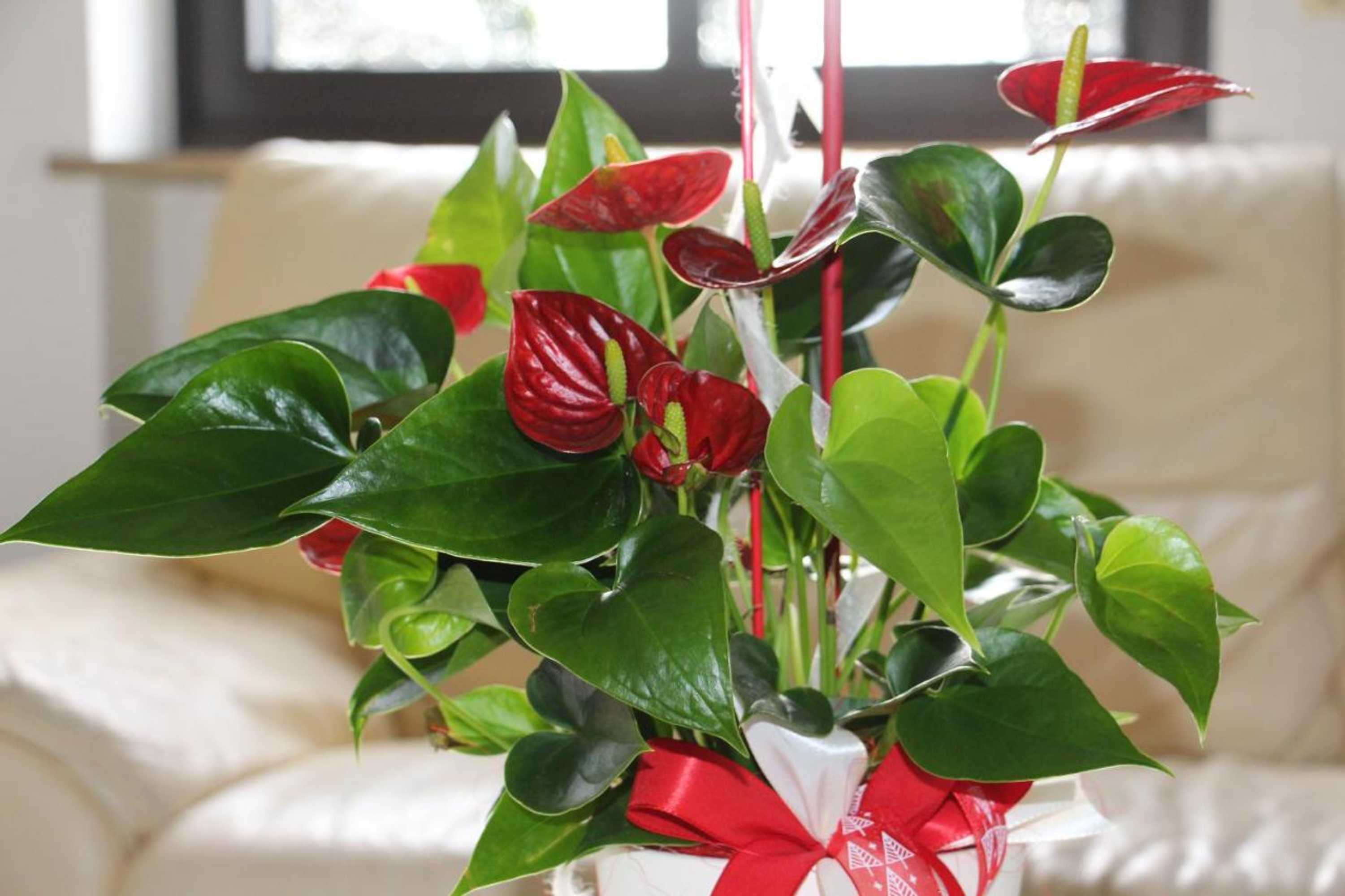 Gift card for Gasthof Gruner Baum