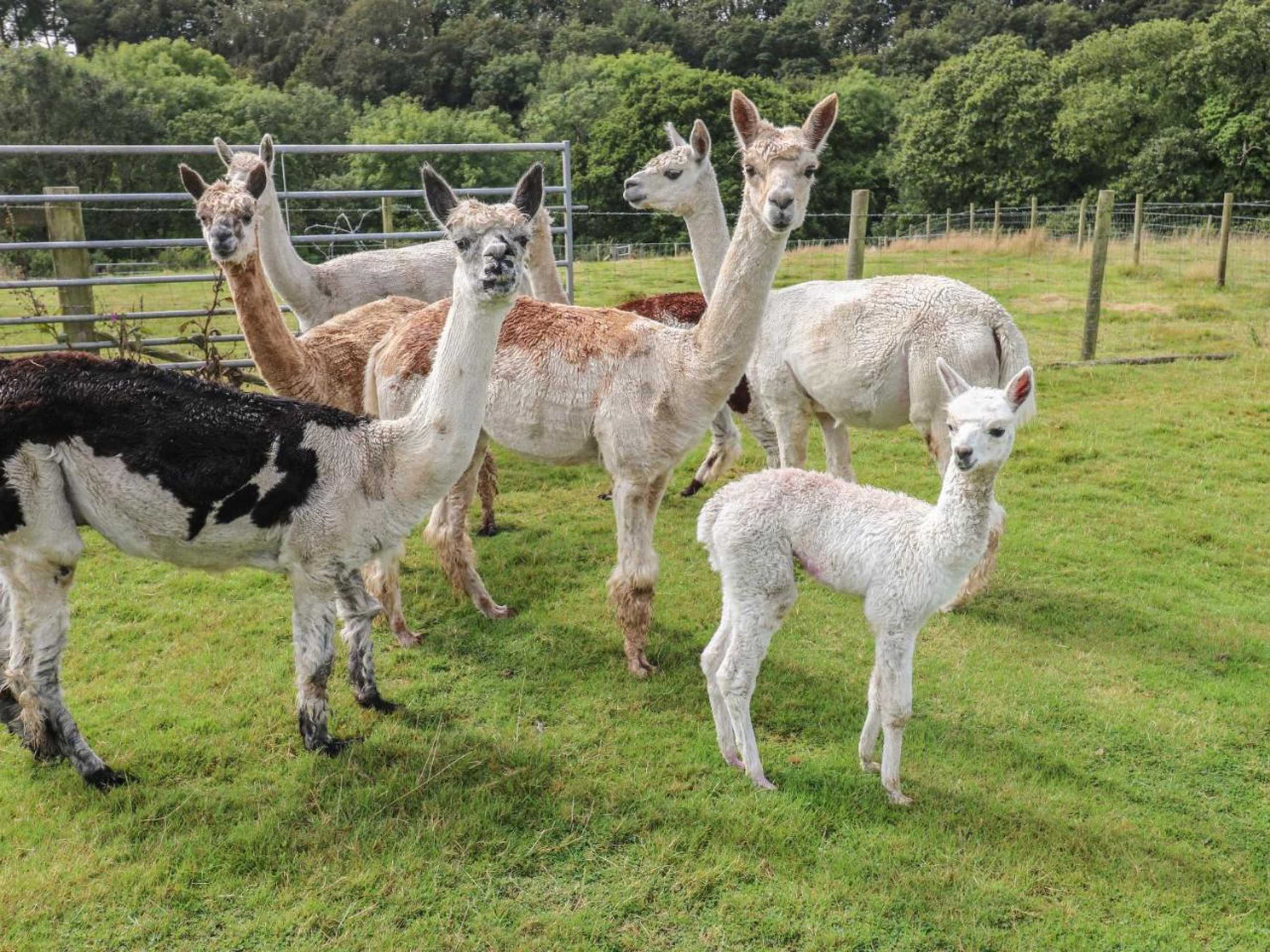 Gift card for Primose Cottage