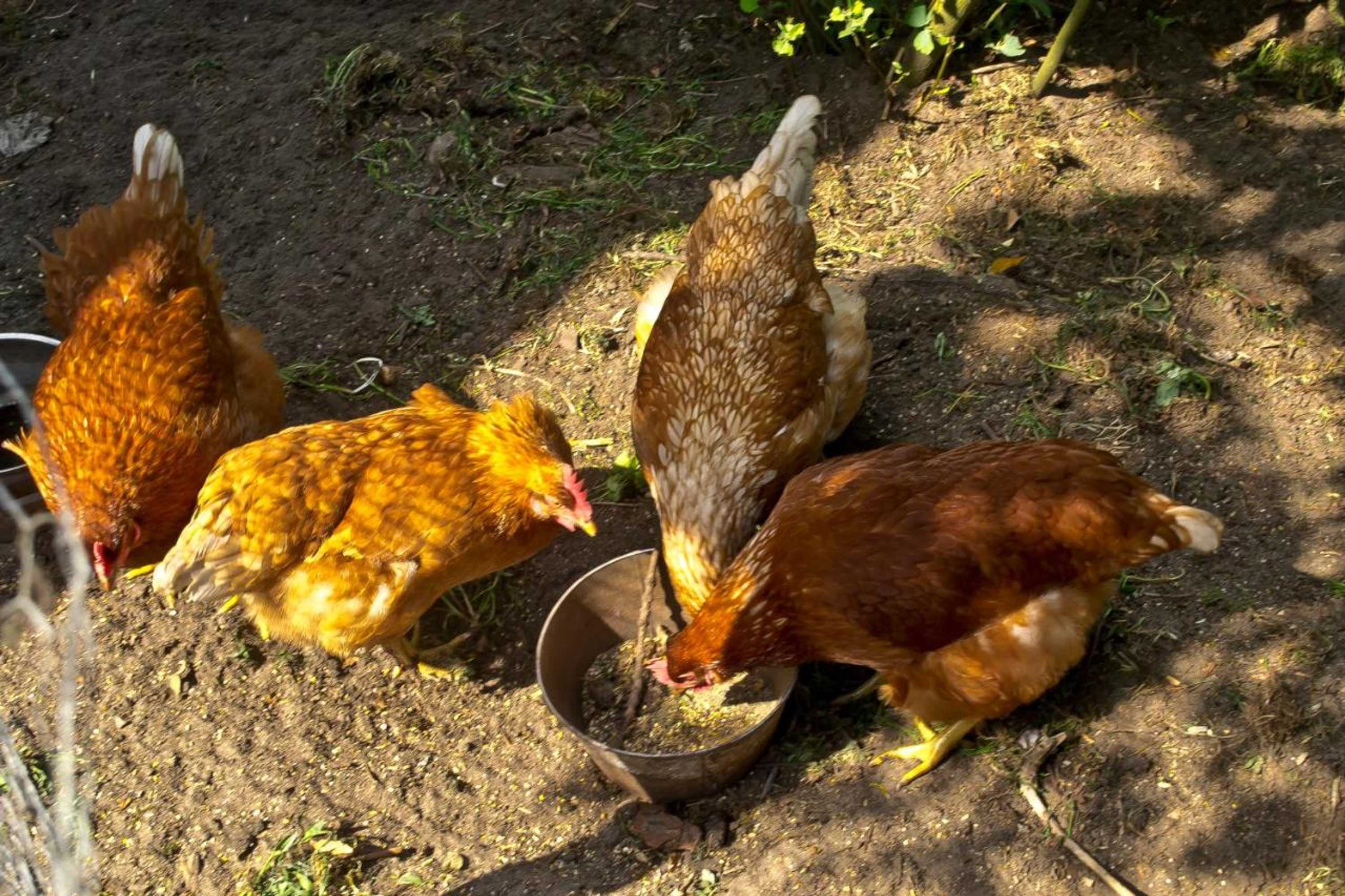 Gift card for Bed & Breakfast Maryland