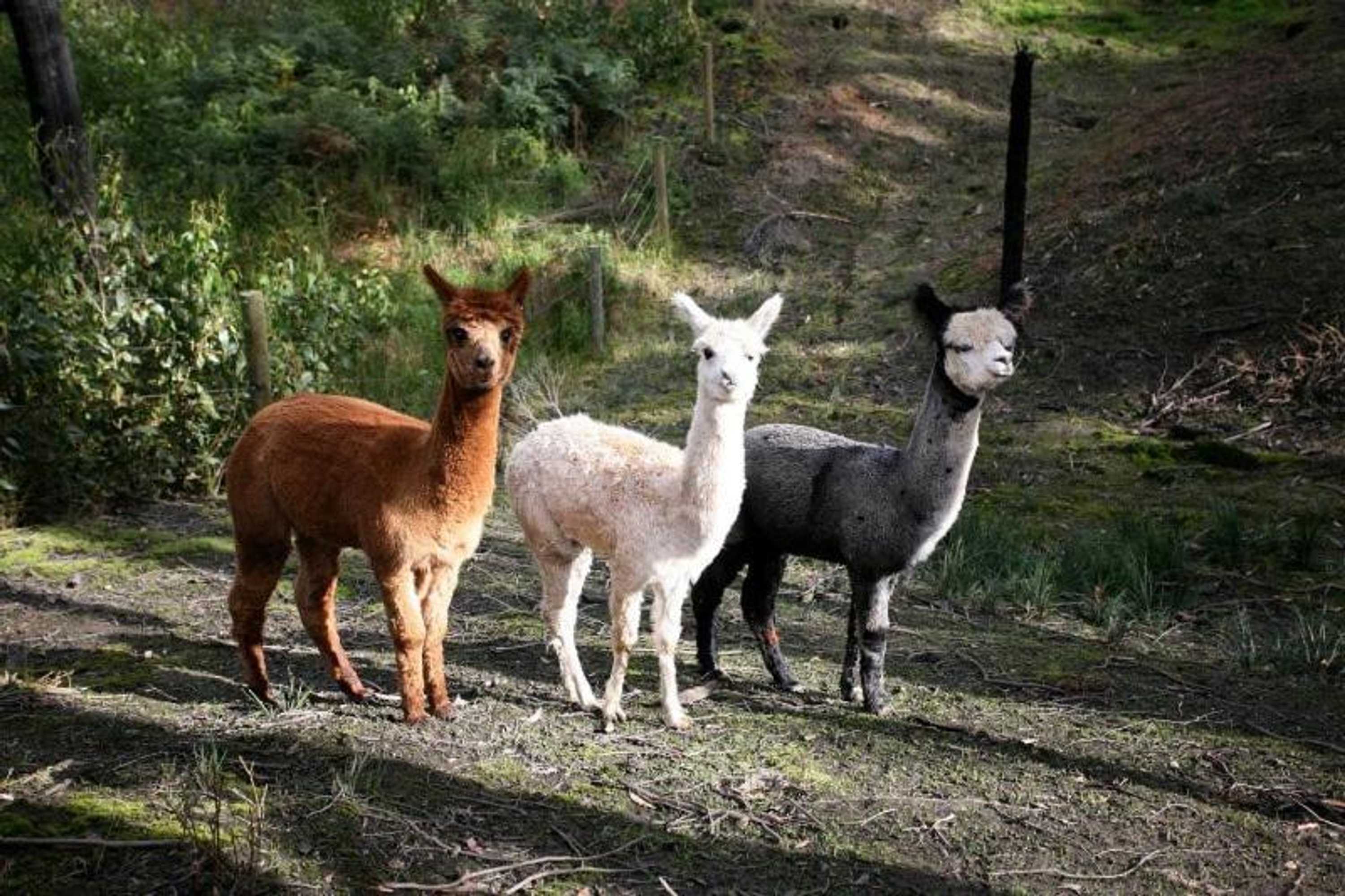 Gift card for White Rose Cottage