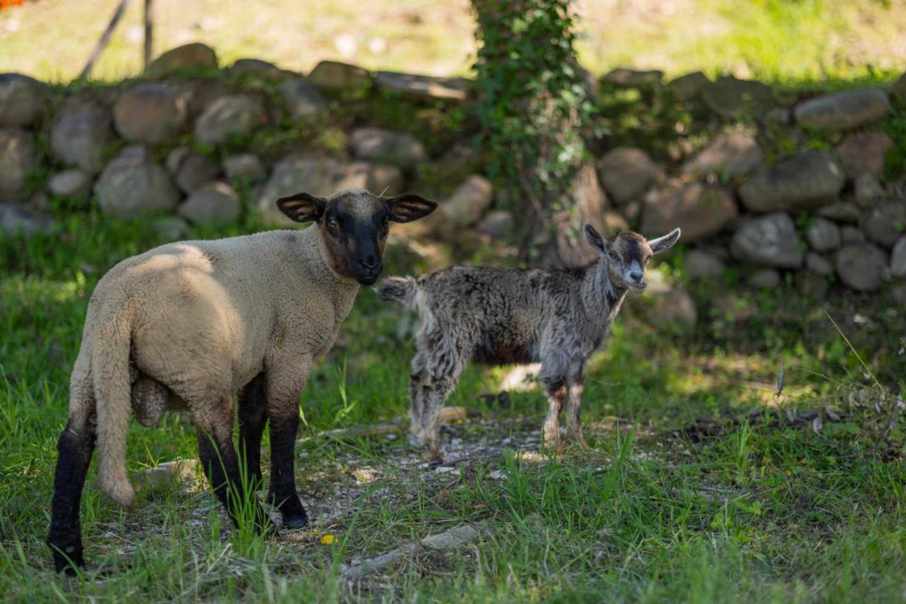 Gift card for Magnolias Cottage