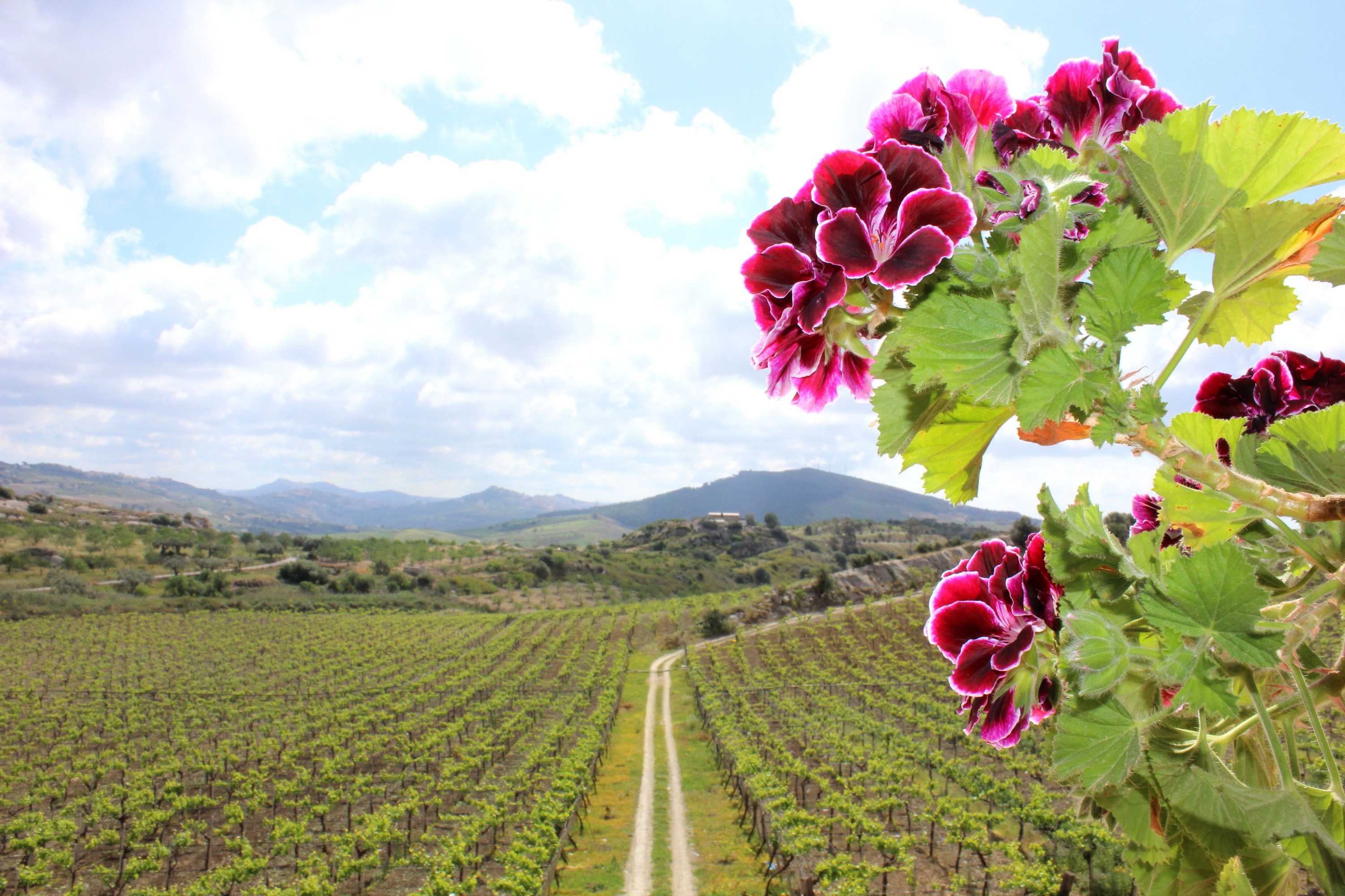 Gift card for Agriturismo La Casa di Bacco