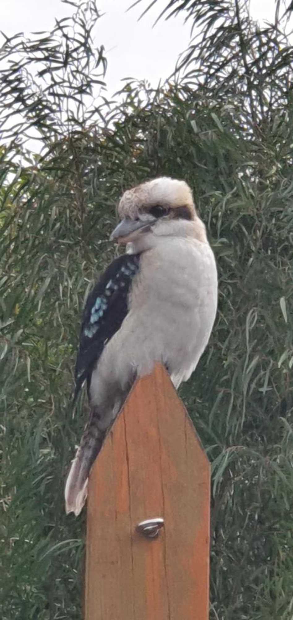 Gift card for Port Mccrae