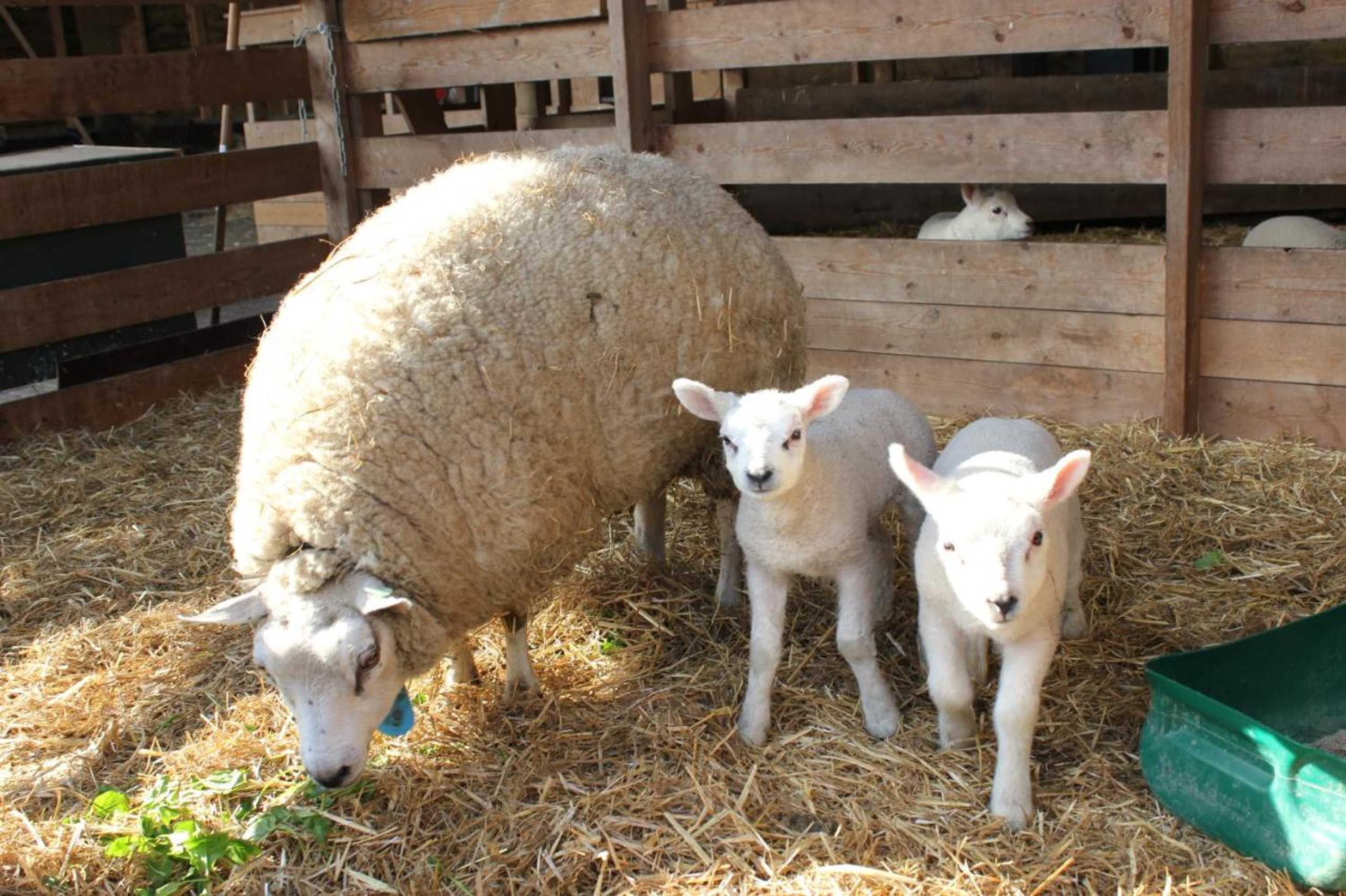 Gift card for Newhouse Logies