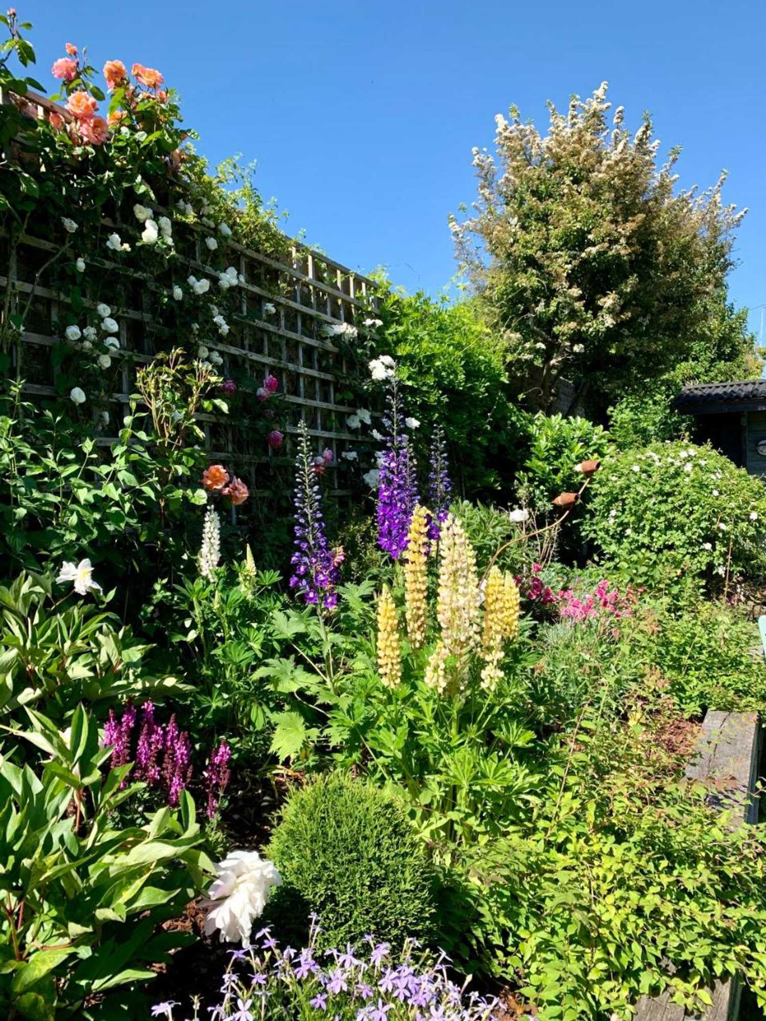 Gift card for Springwells