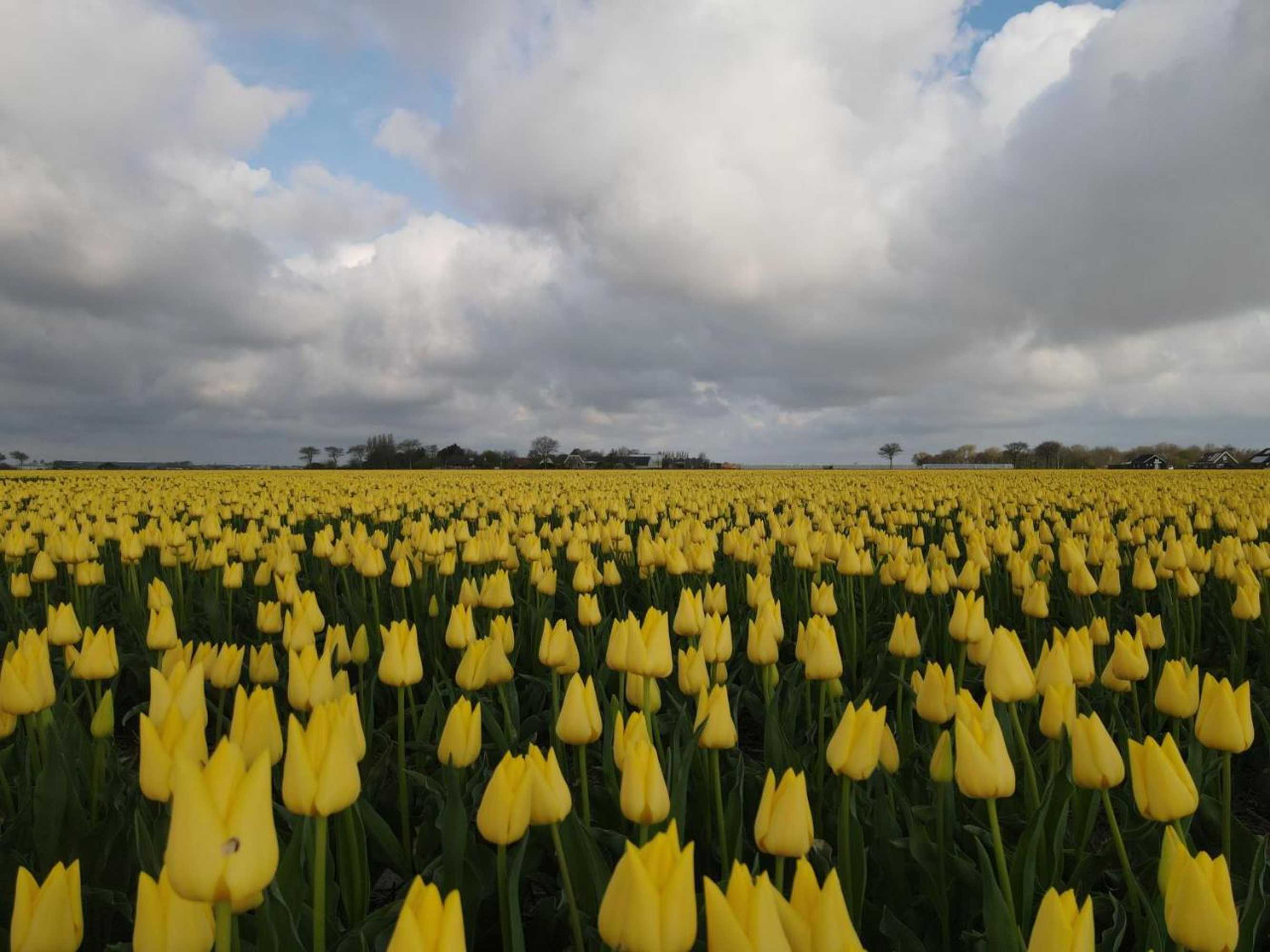 Gift card for Camping De Tulpenweide Kampeerplaats