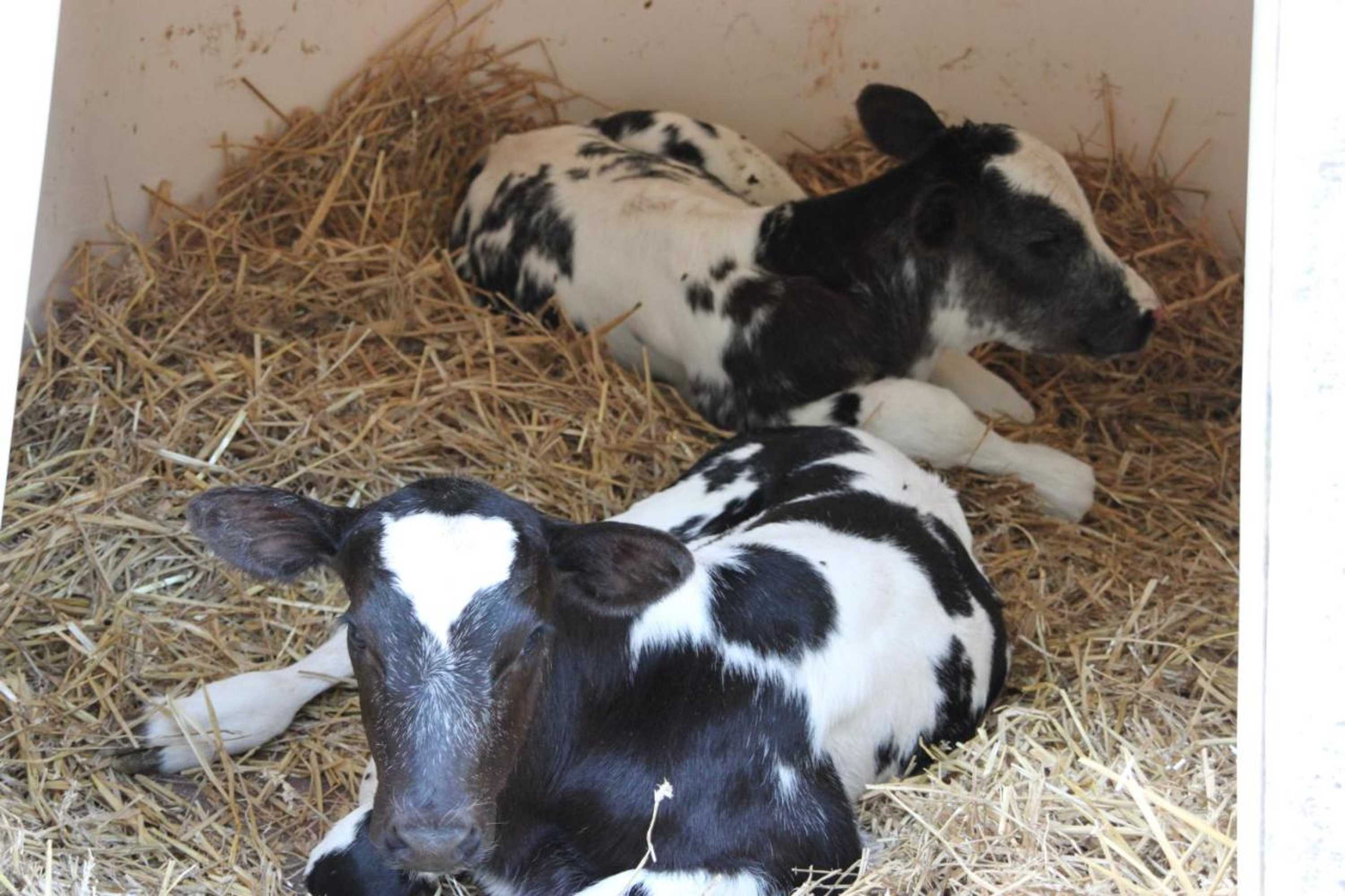 Gift card for B&b De Volkelse Hooiberg