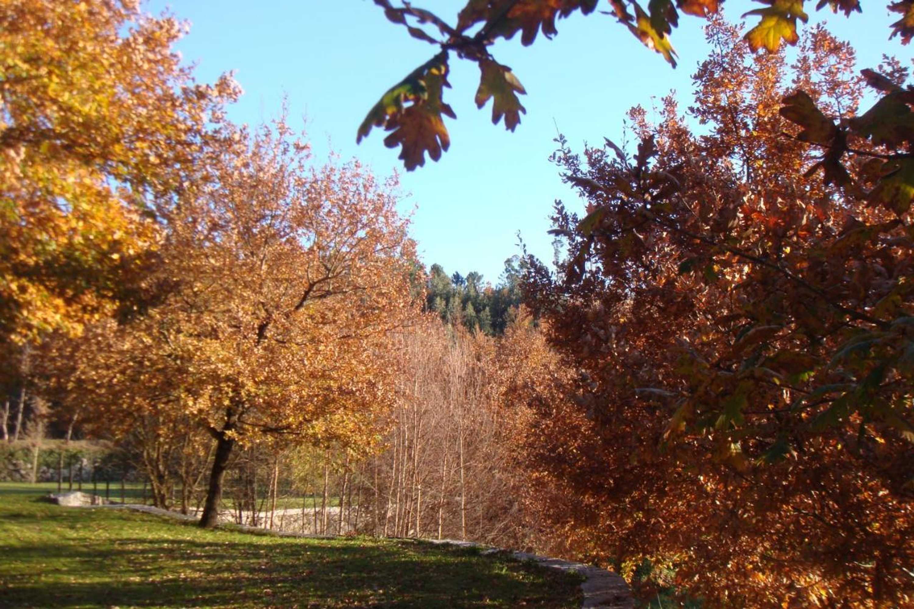 Gift card for Cazal Da Lamella