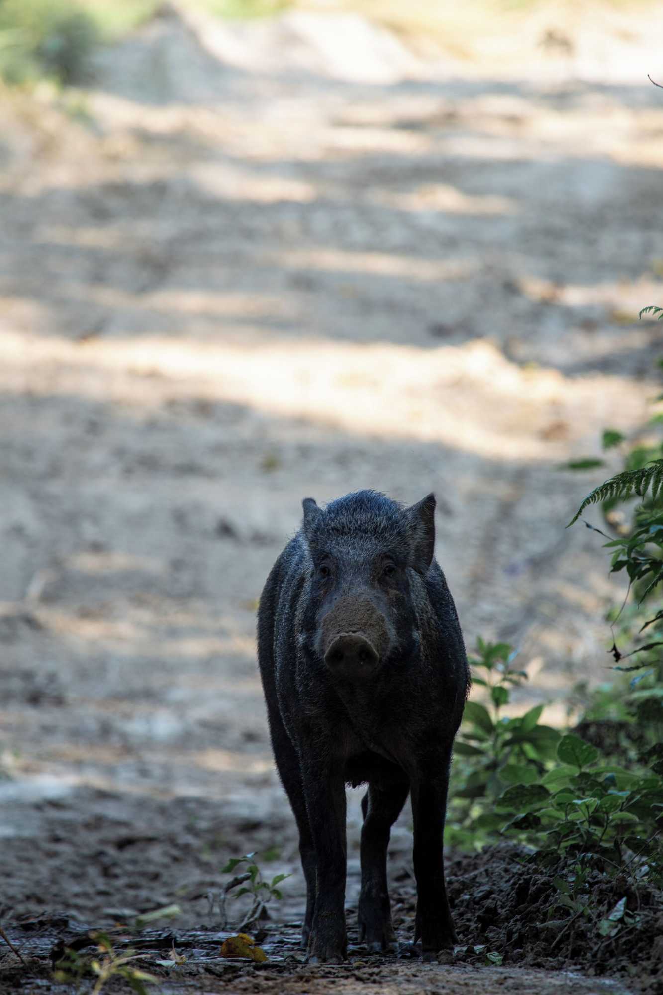 Gift card for Sanctuary - Chitwan National Park , Nepal Gift card for Sanctuary - Chitwan National Park , Nepal