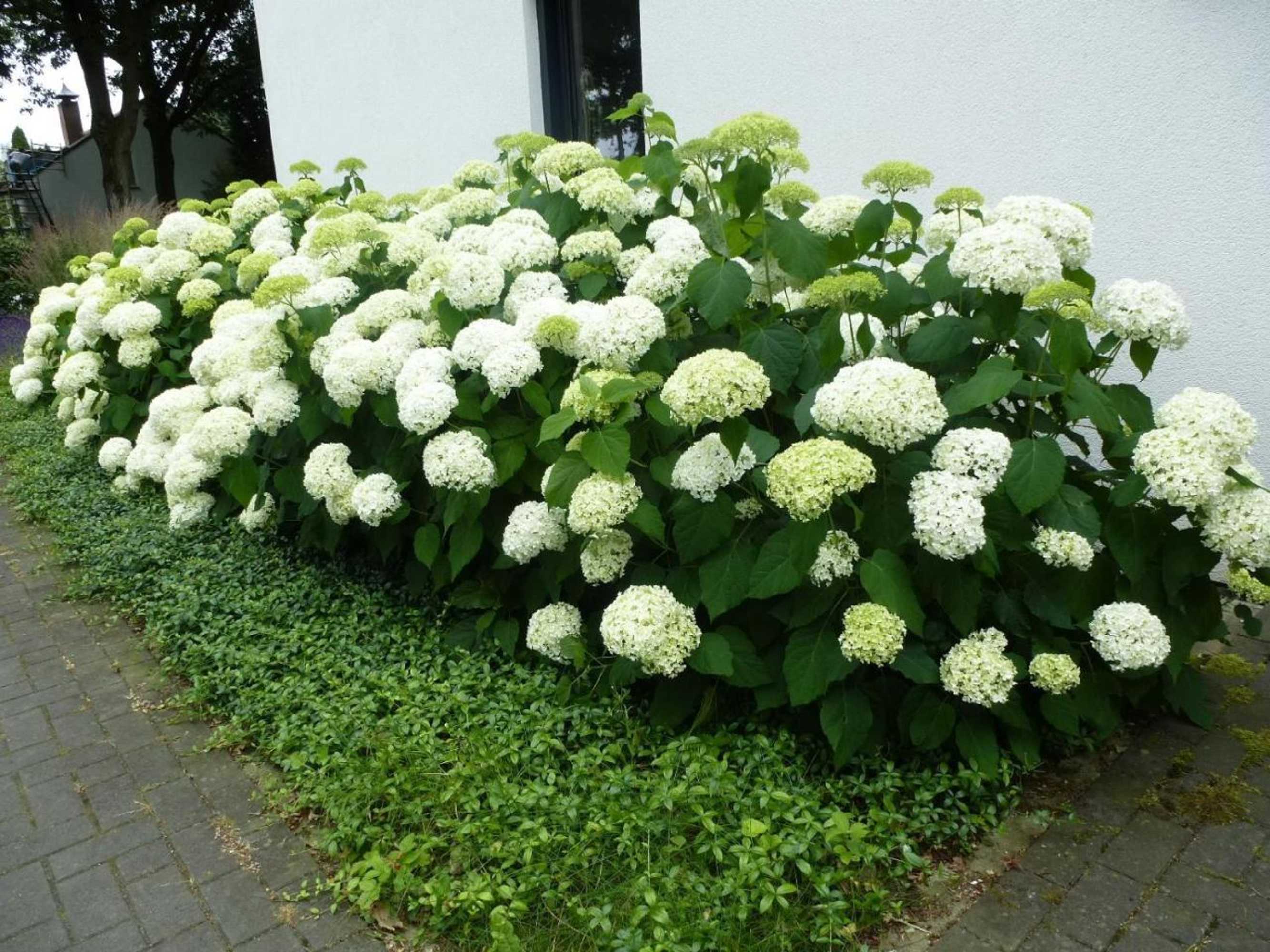 Gift card for Bed & Breakfast Avellano