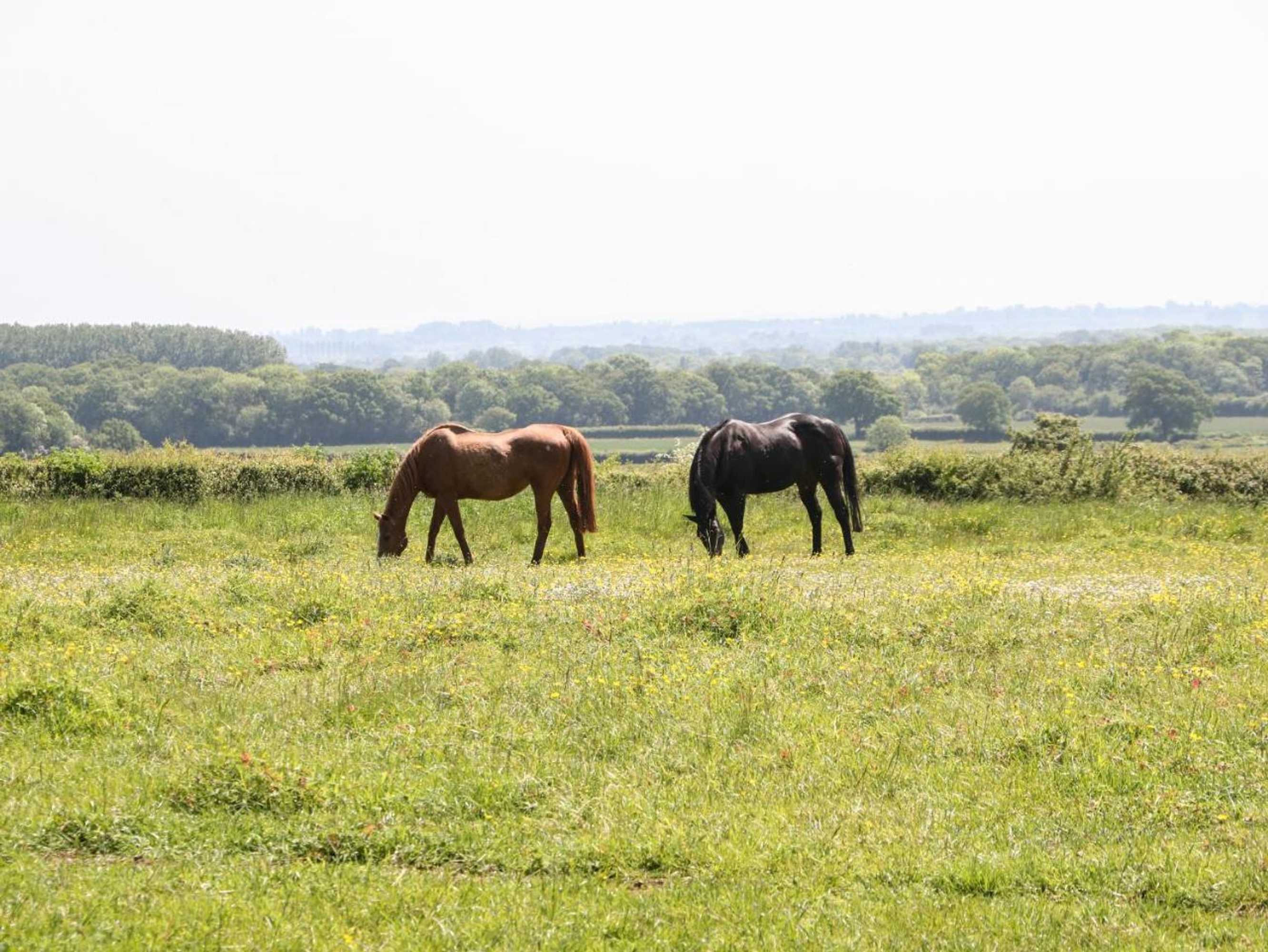 Gift card for Nutchat Barn