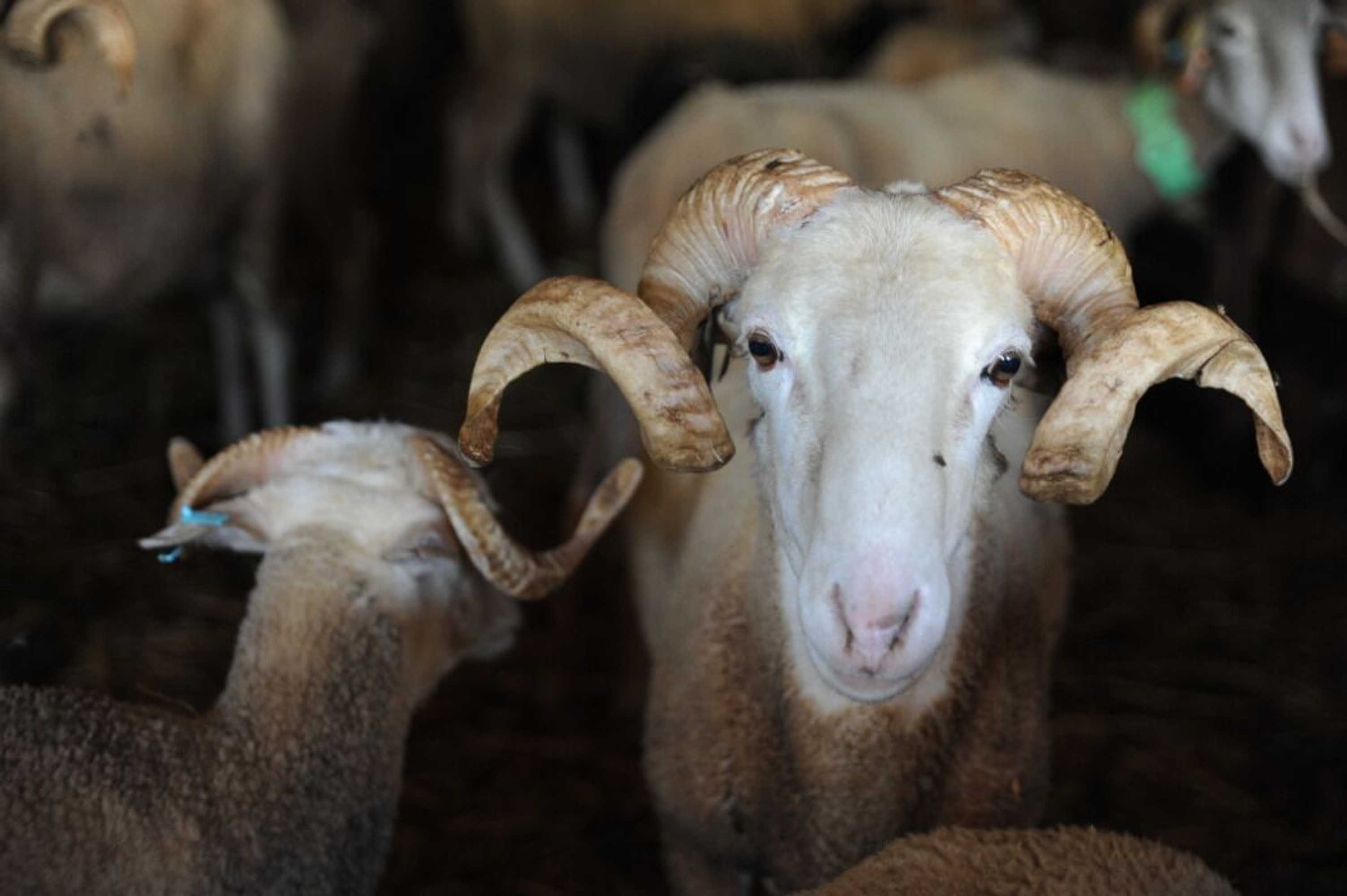 Gift card for Vumba - House of The Lizard