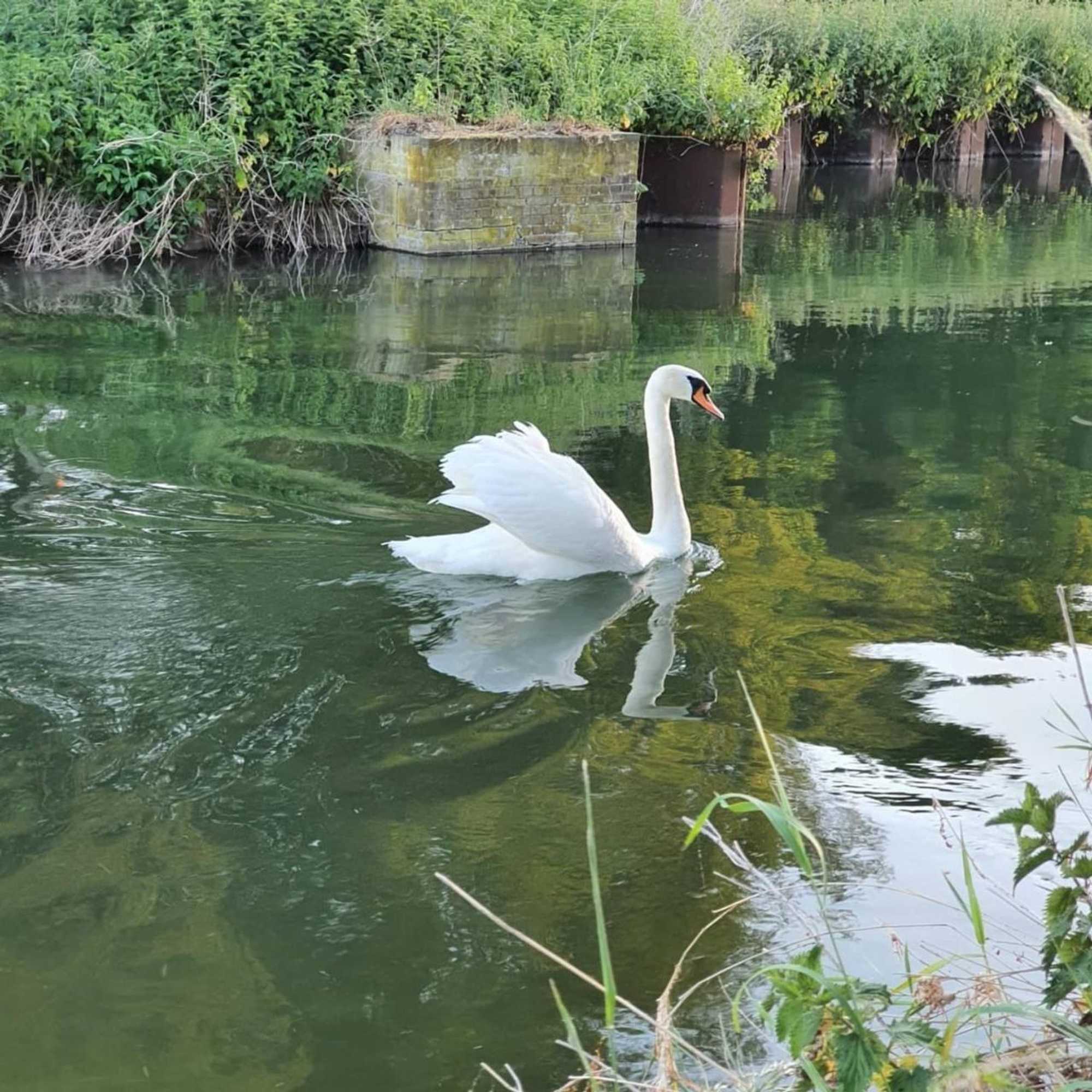 Gift card for De Vliegende Vlinder