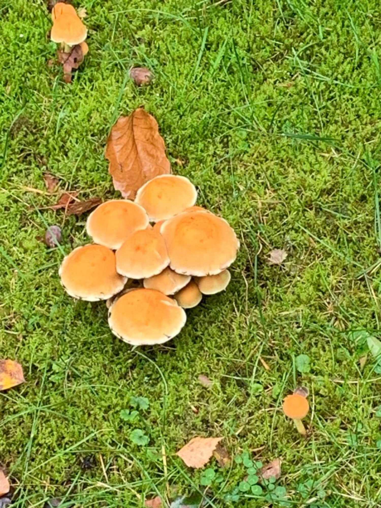 Gift card for Vakantiehuis Vosseveen