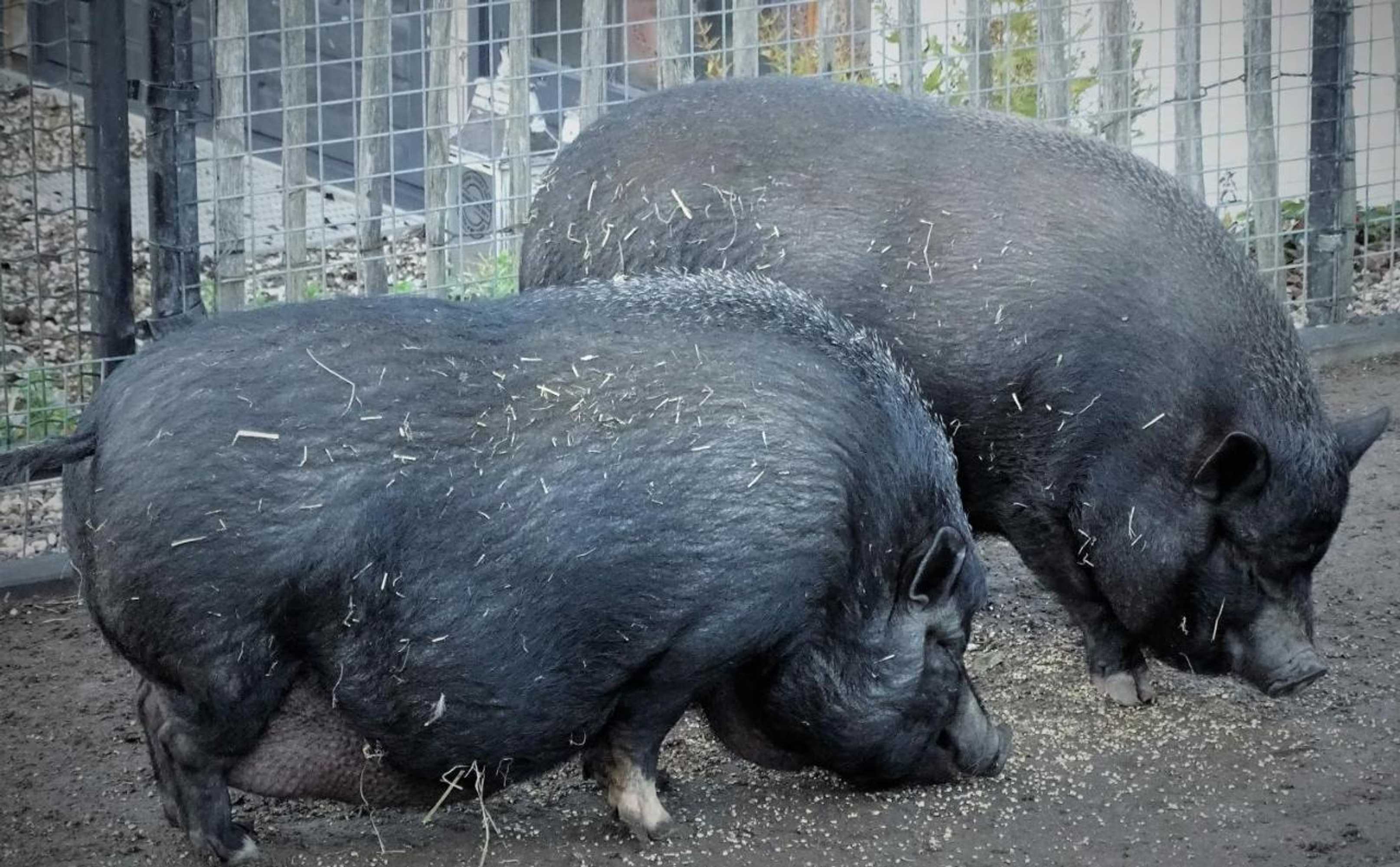 Gift card for De Oude Stoffeerderij