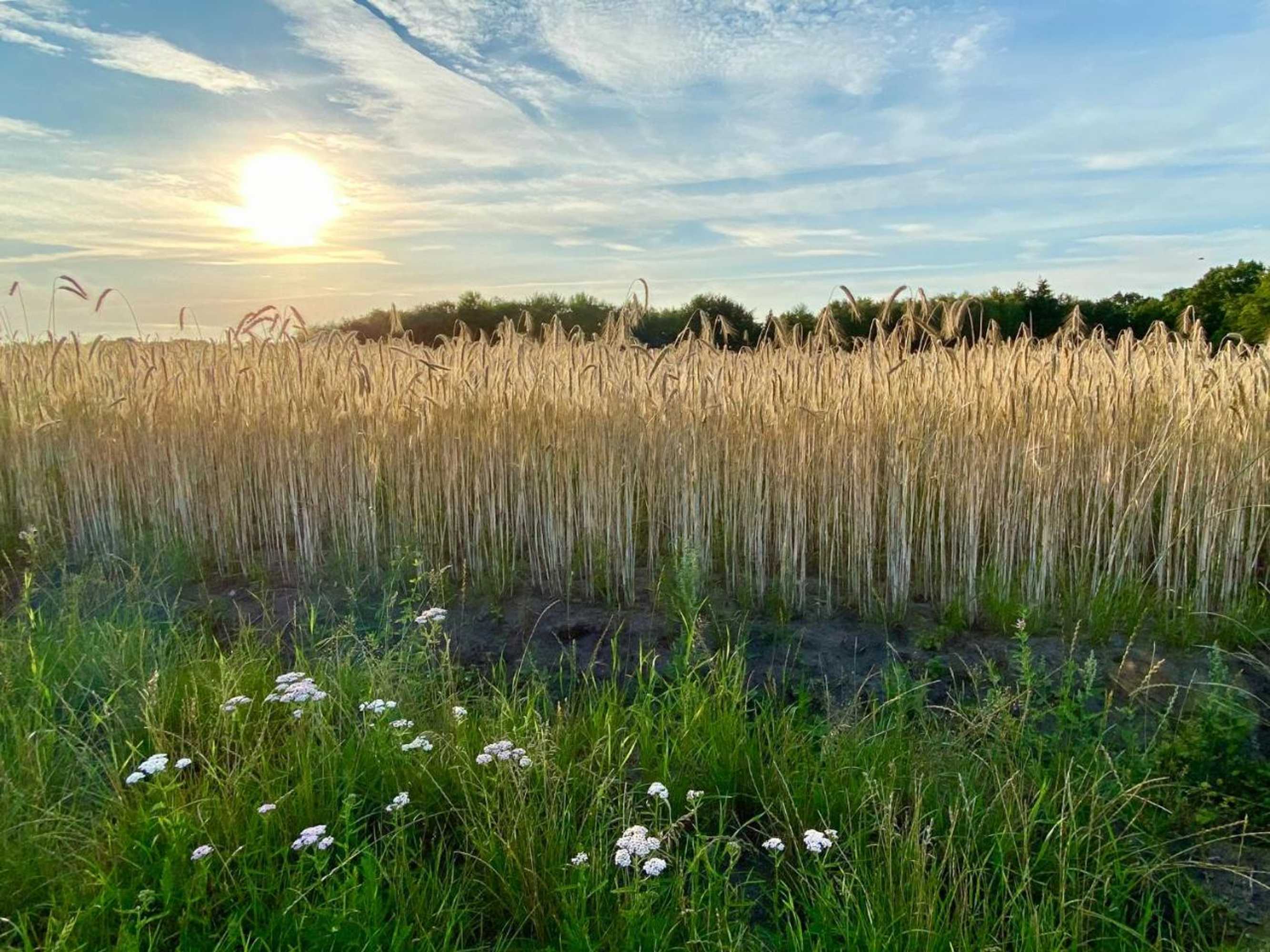 Gift card for Nordenholzer Hofhotel