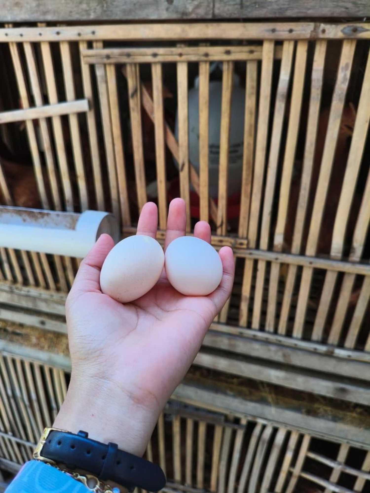 Gift card for Kondo Villa