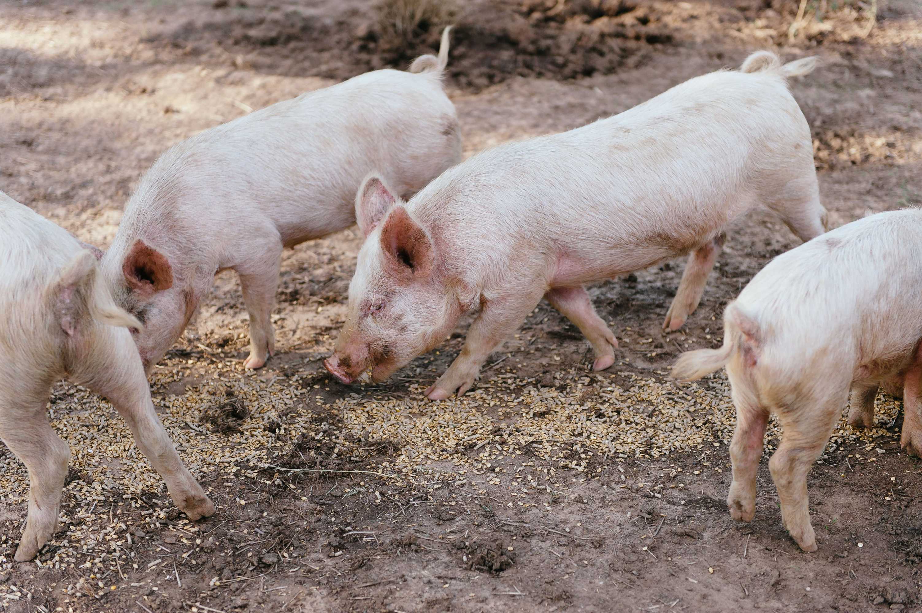 Gift card for Blackwattle Farm B&b And Farm Stay