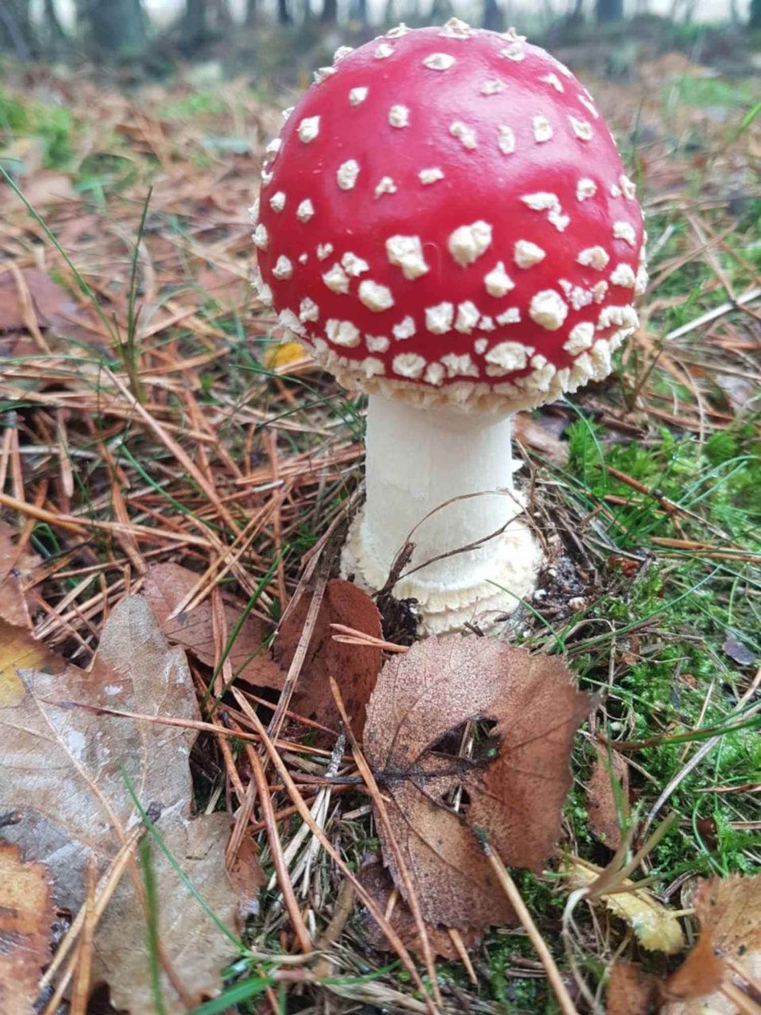 Gift card for Bed en Breakfast de Olm