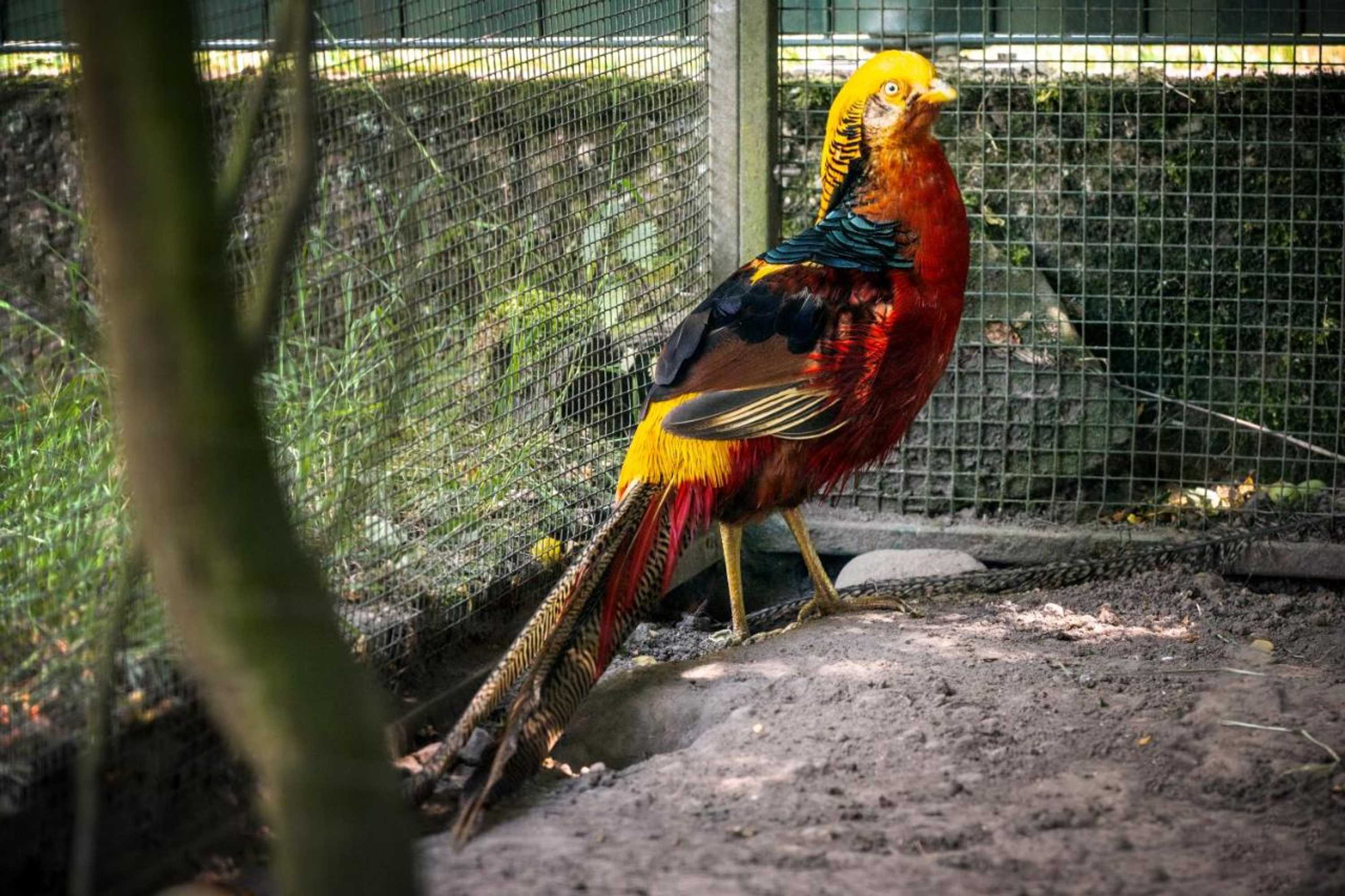 Gift card for Gasthof Zur Krone