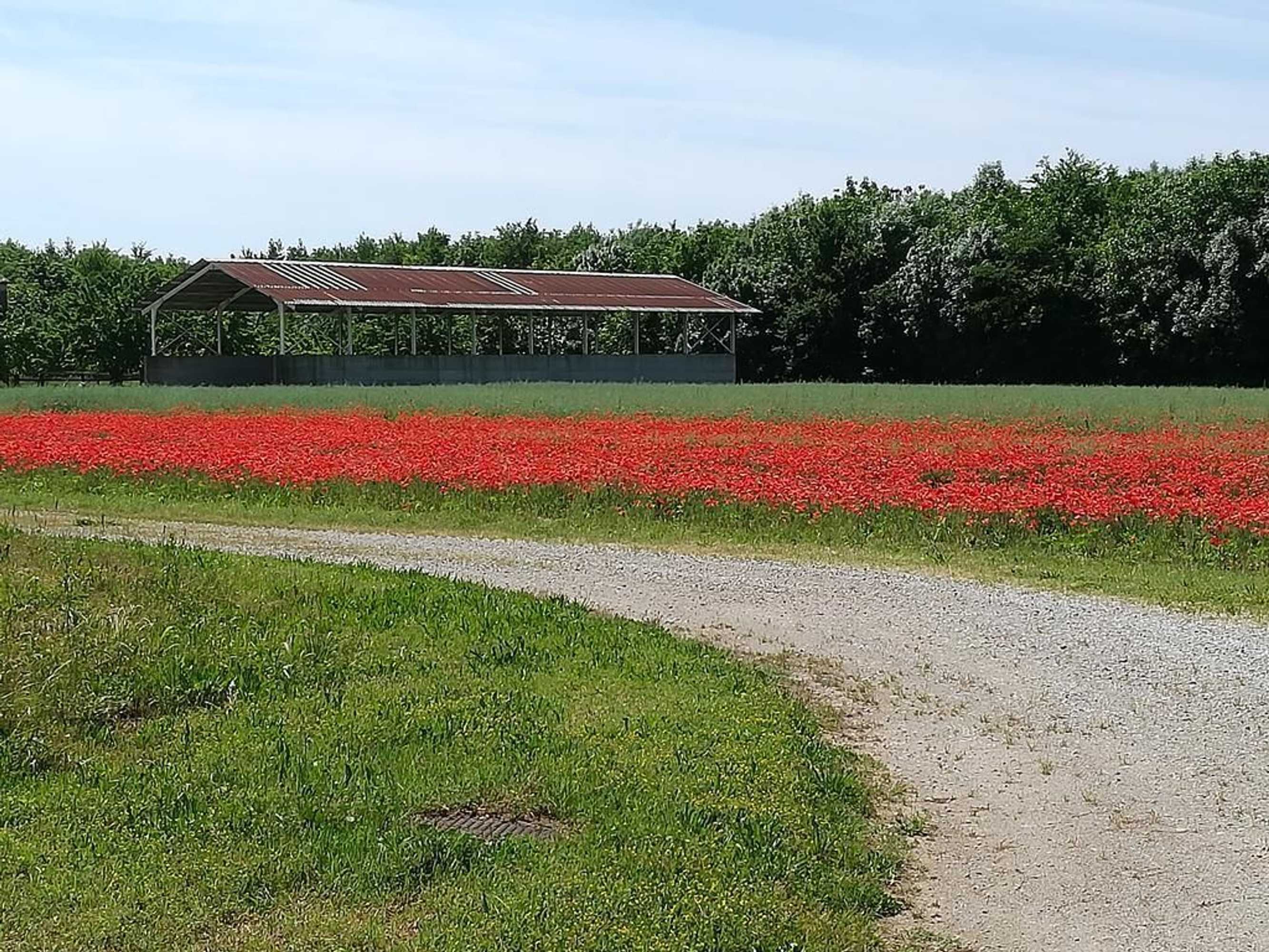 Gift card for Agriturismo Ai Due Leoni Gift card for Agriturismo Ai Due Leoni