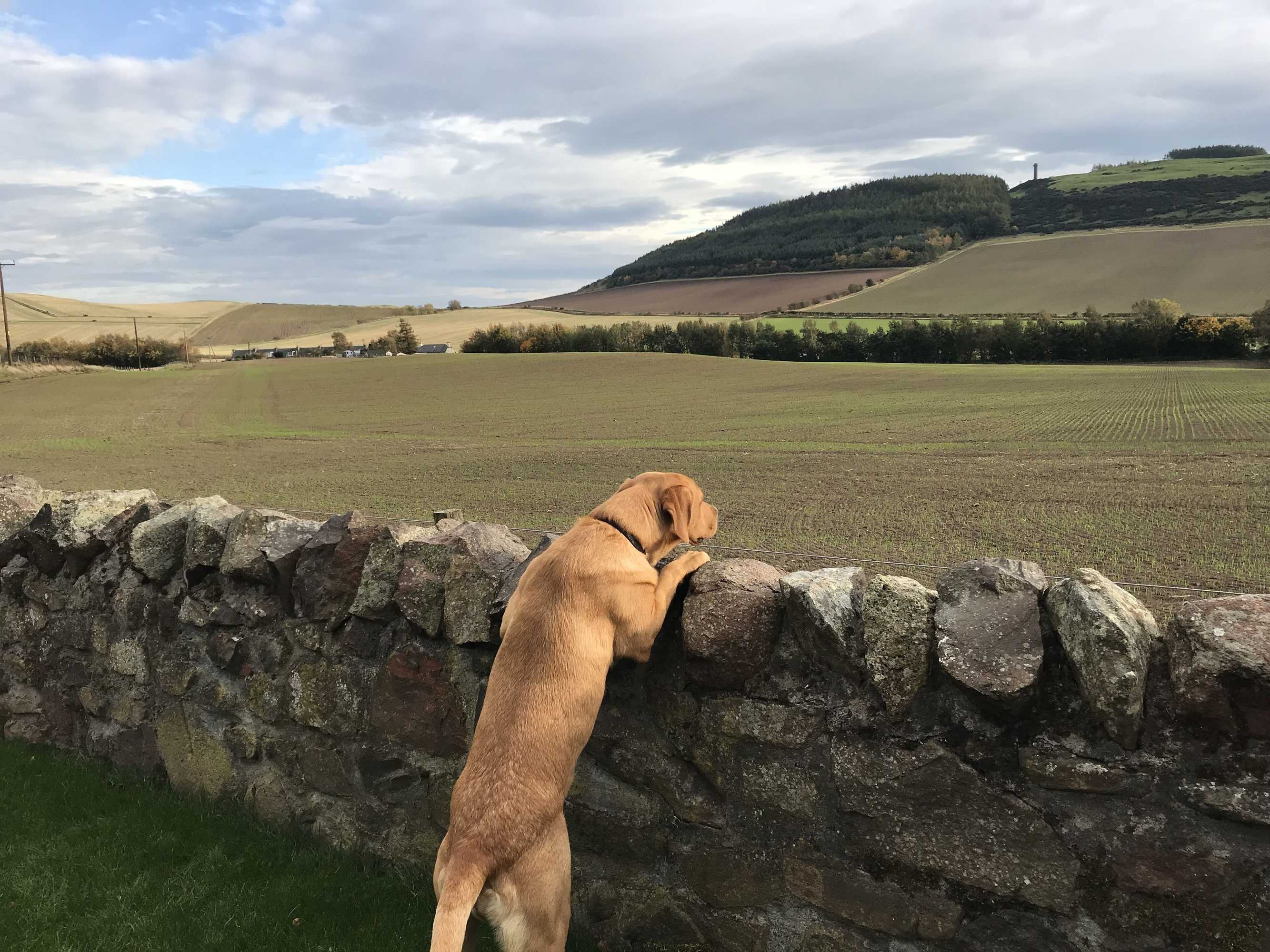Gift card for East Cottage, Parbroath Farm Near Cupar in Fife