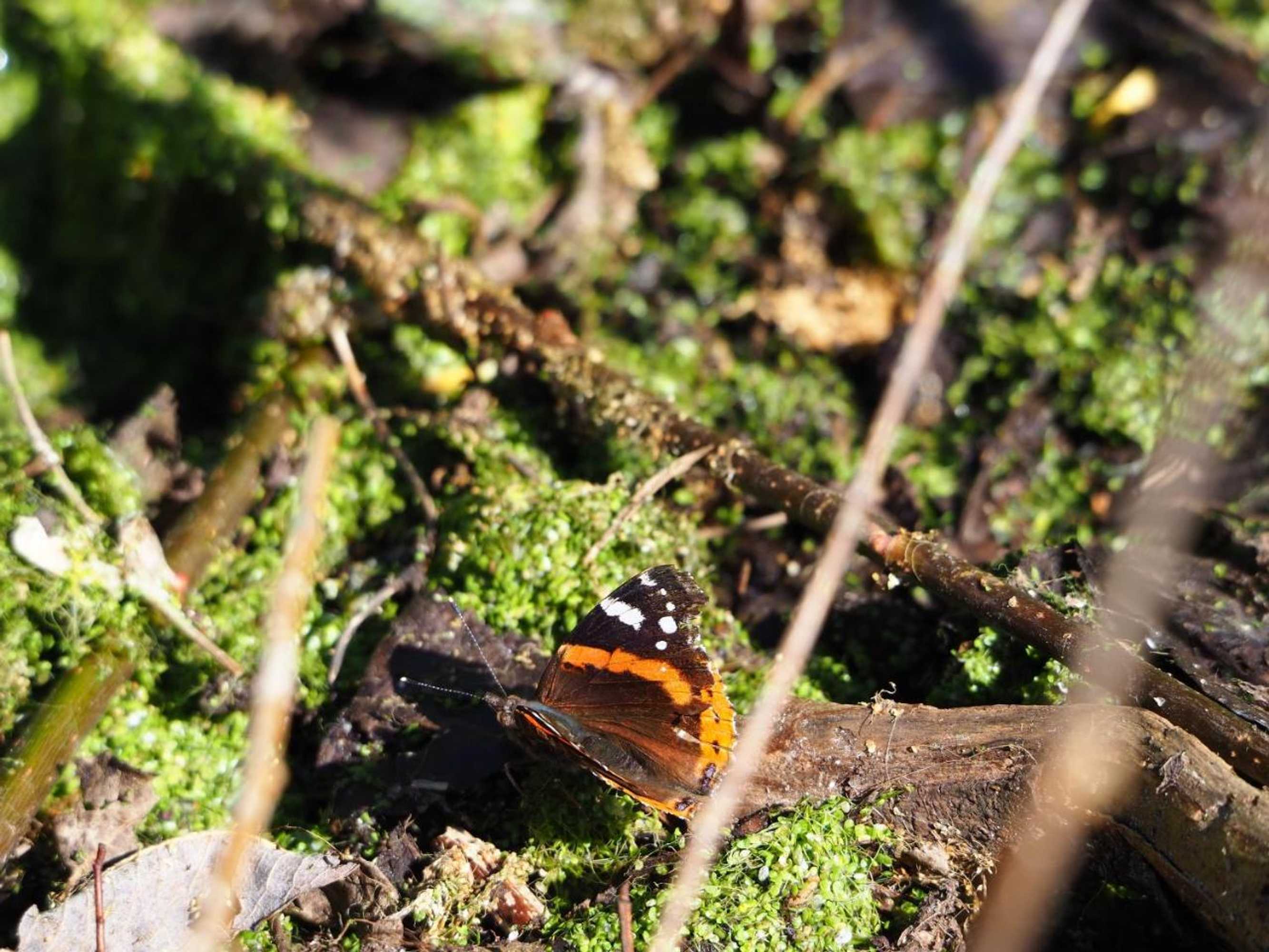 Gift card for Bnb De Peelvos