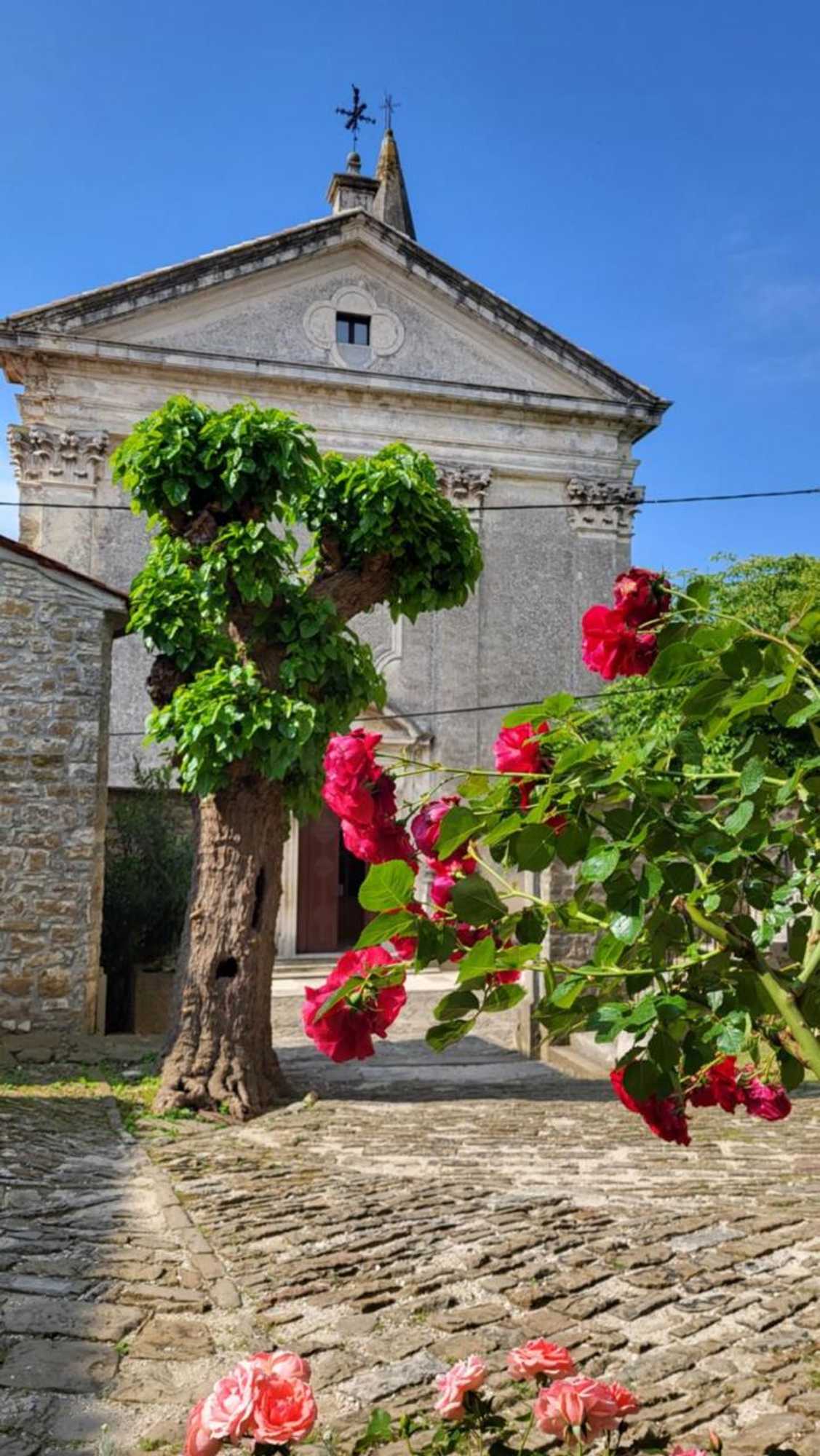 Gift card for Villa San Vito - Tilia, Olea, Rosmarinus