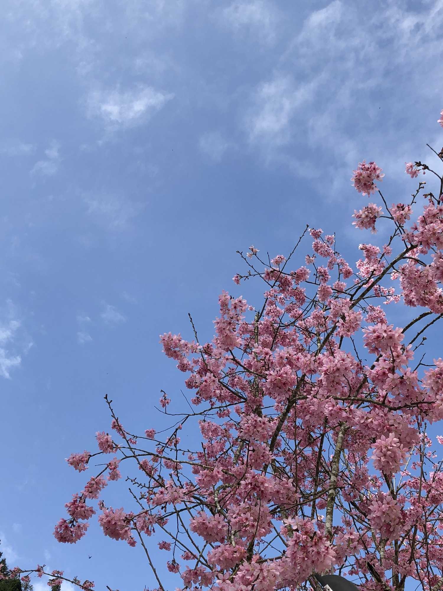 Gift card for Sin Ging Hong Resort