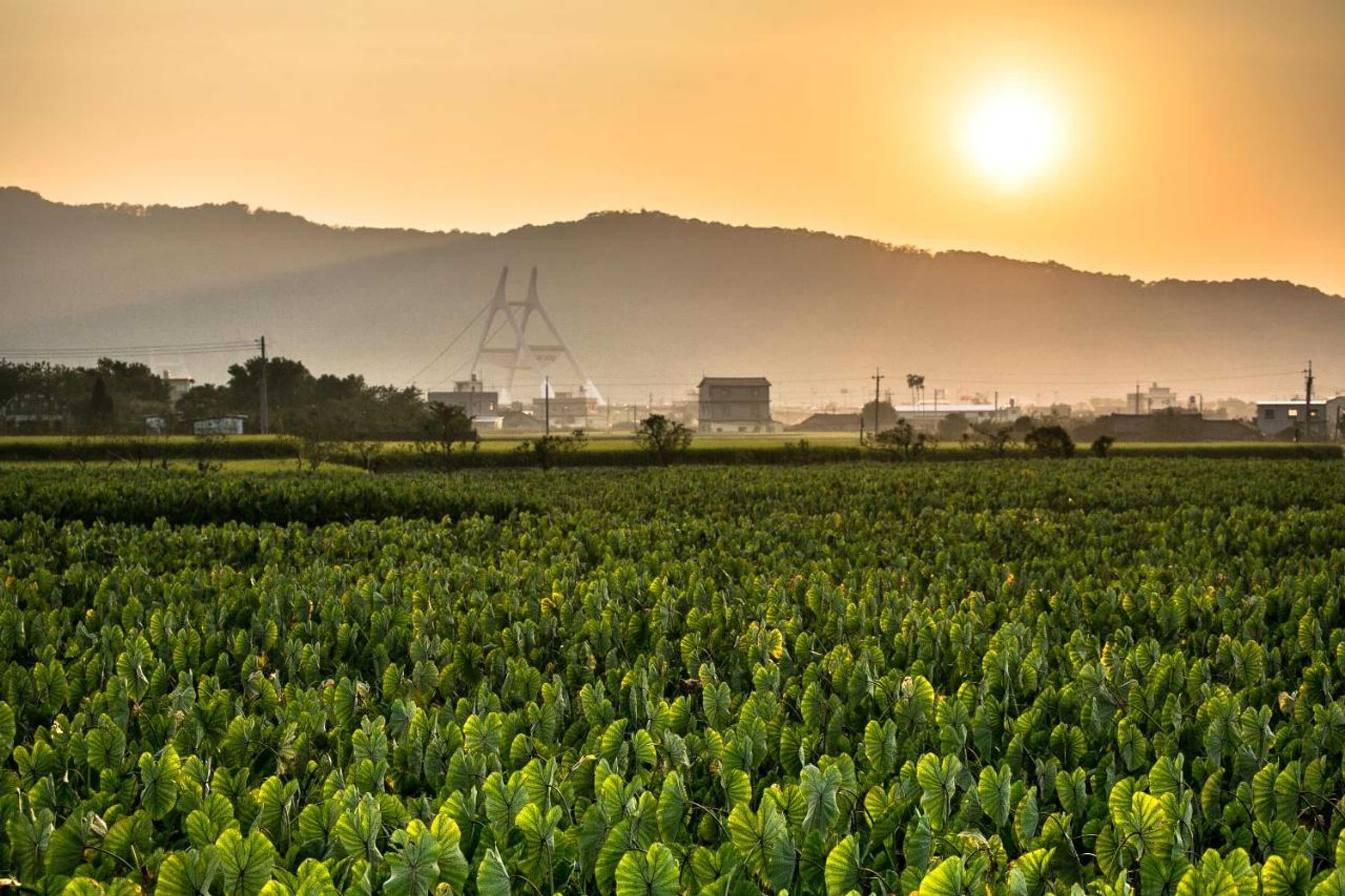 Gift card for Emerald Grange