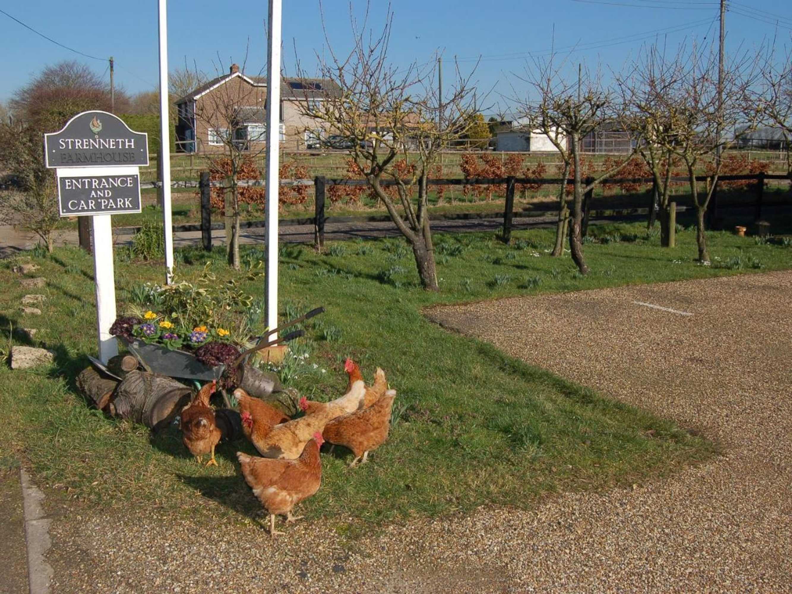 Gift card for Strenneth