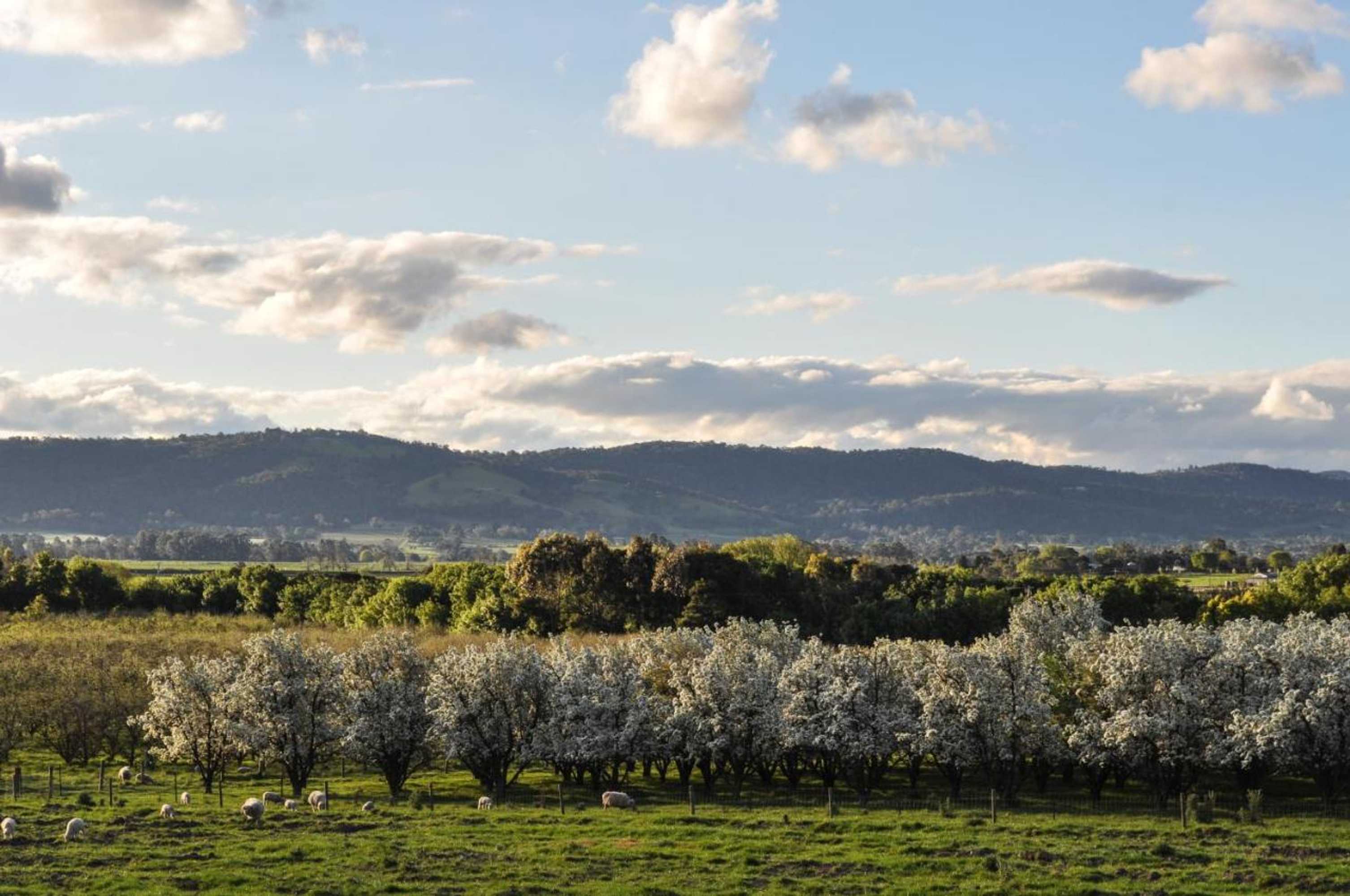 Gift card for The George at Yering