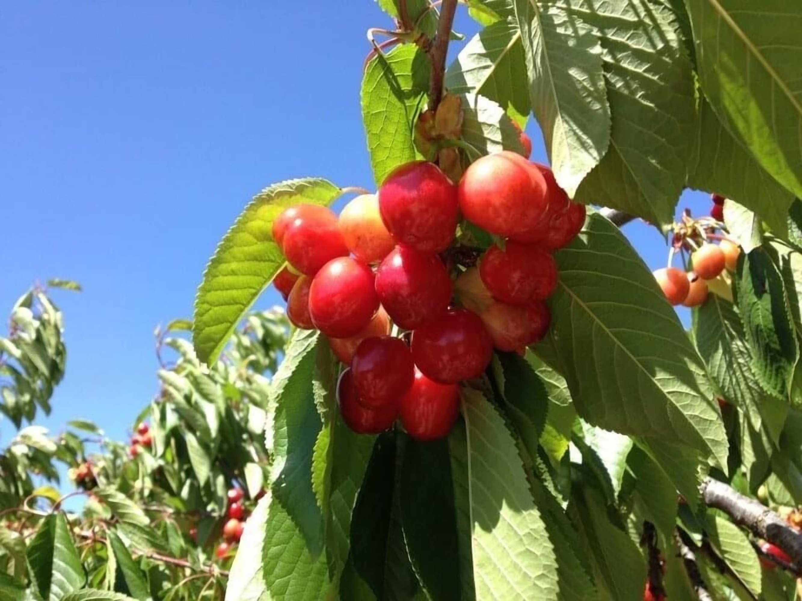 Gift card for Quinta da Pereira