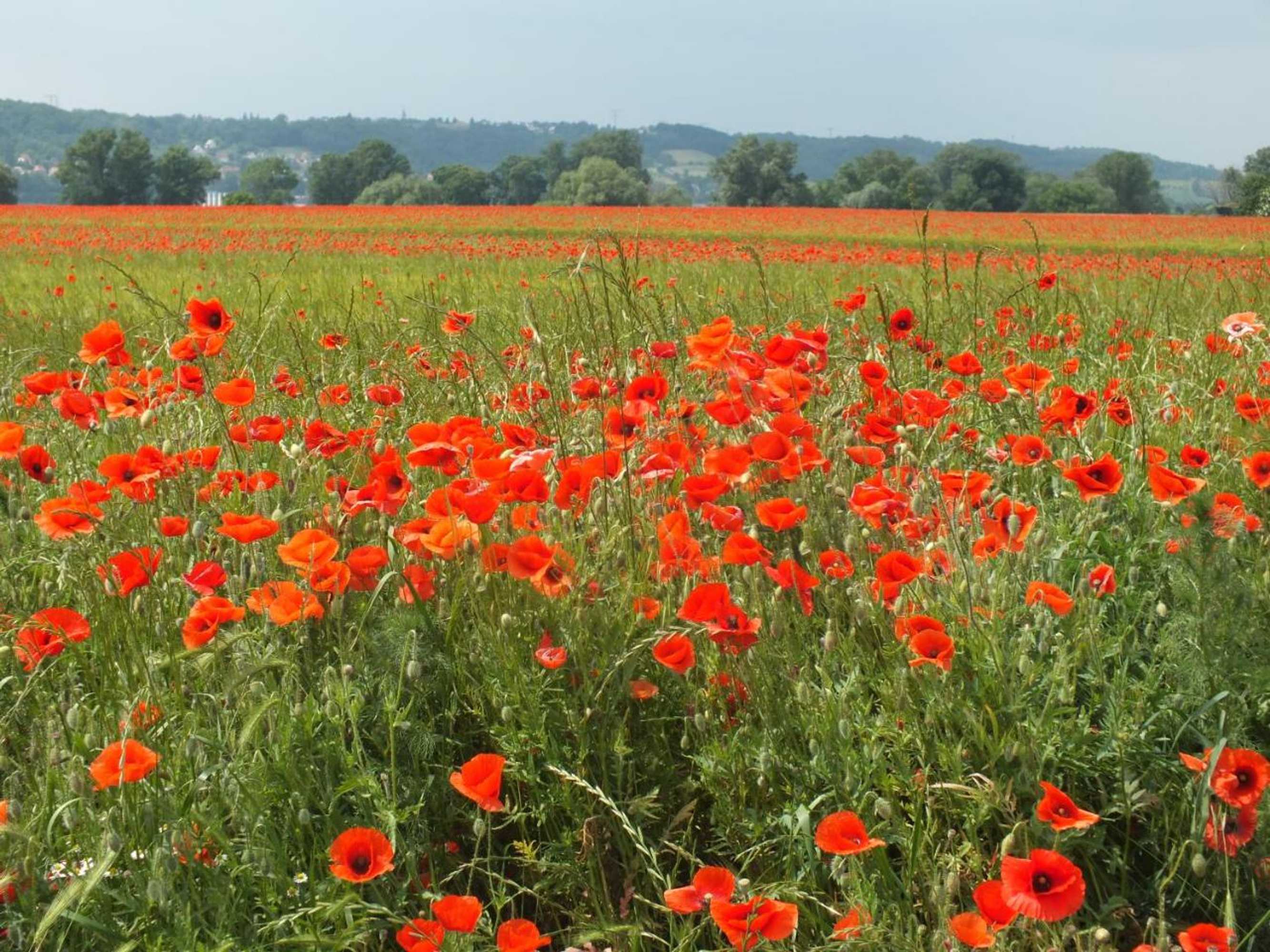 Gift card for Pension am Elberadweg