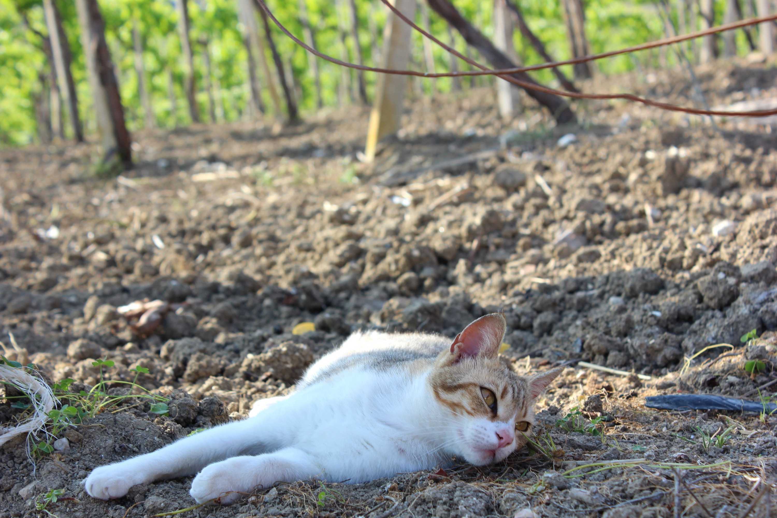 Gift card for Agriturismo La Casa di Bacco