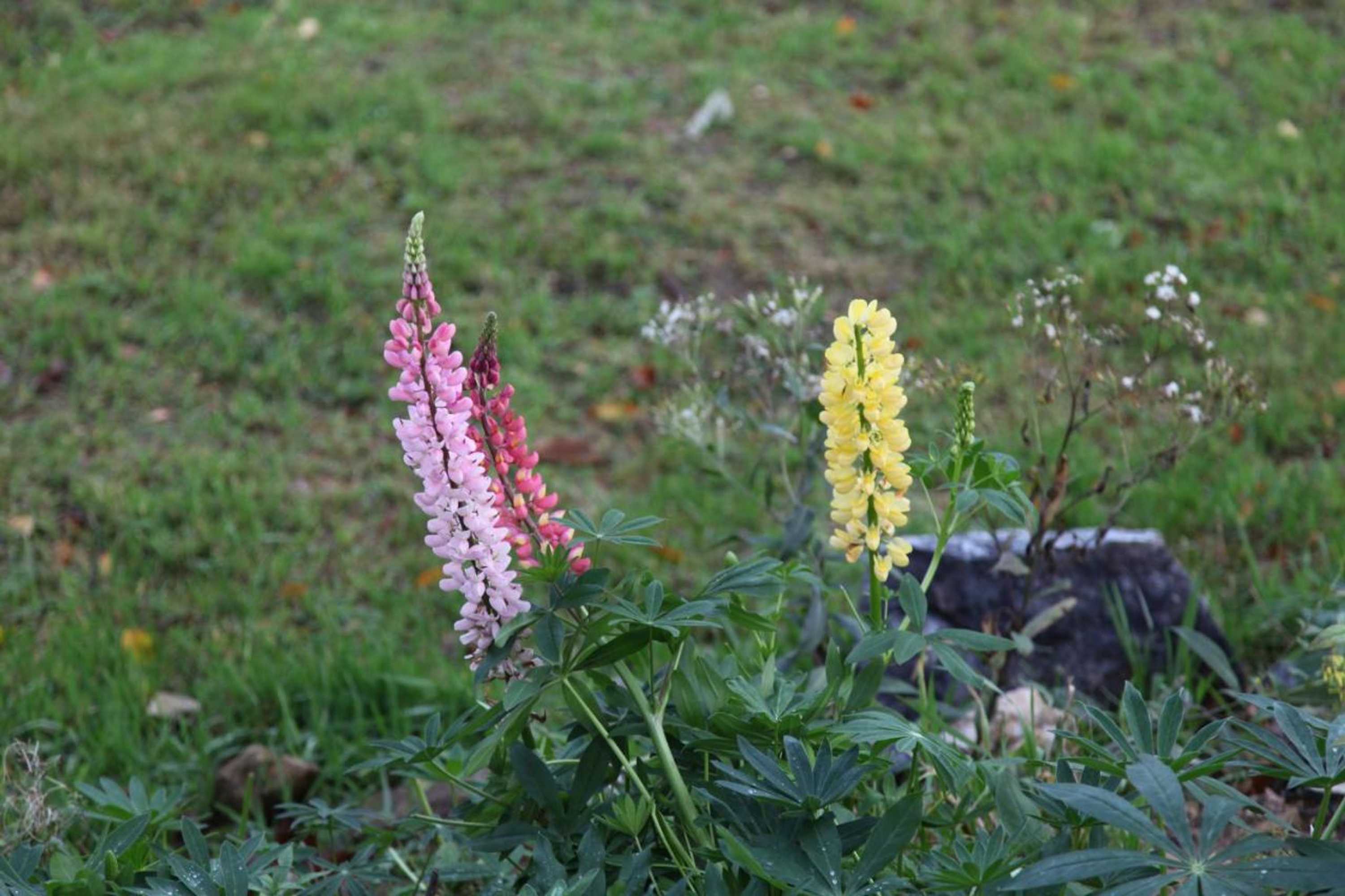 Gift card for König-In