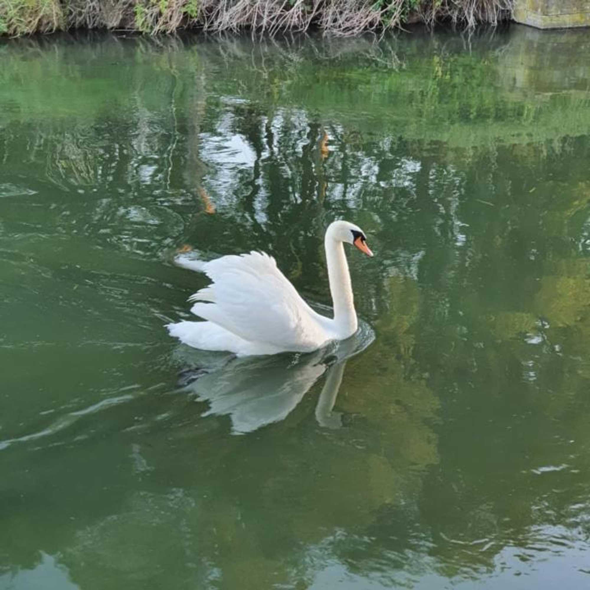 Gift card for De Vliegende Vlinder