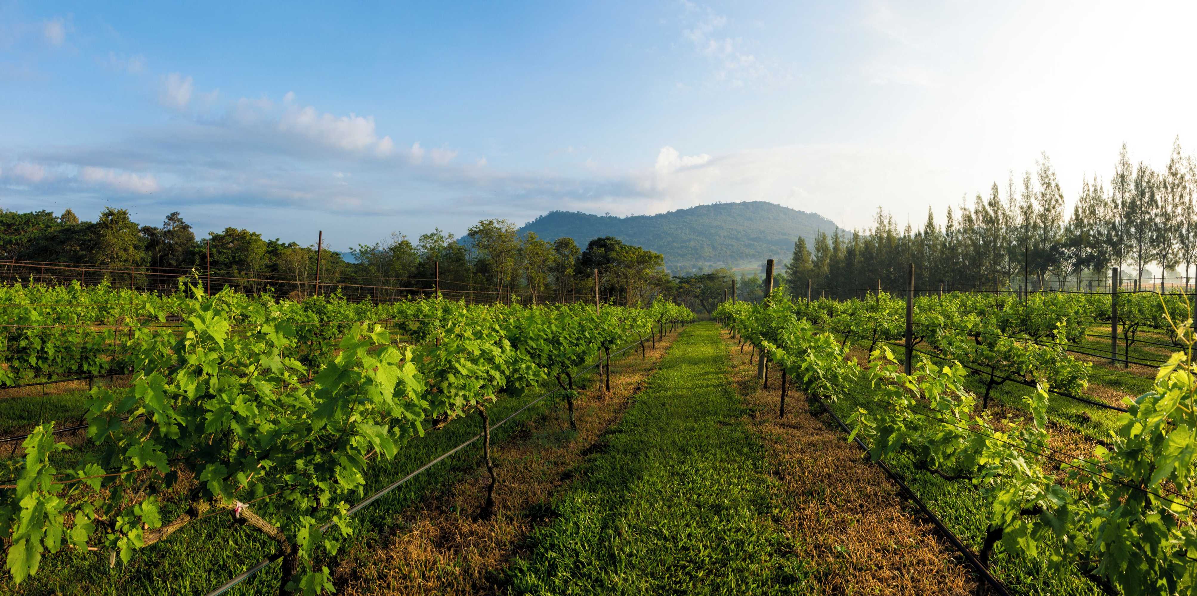 Gift card for Village Farm & Winery Gift card for Village Farm & Winery