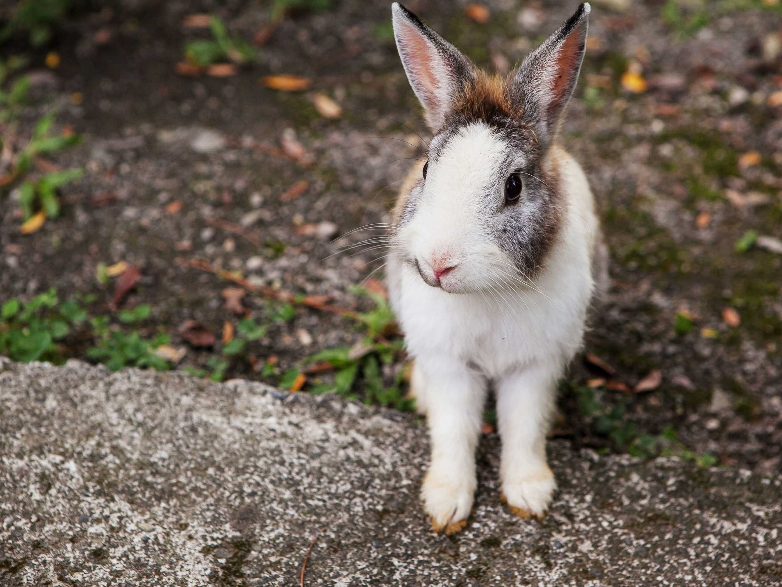 Gift card for Flying Villa