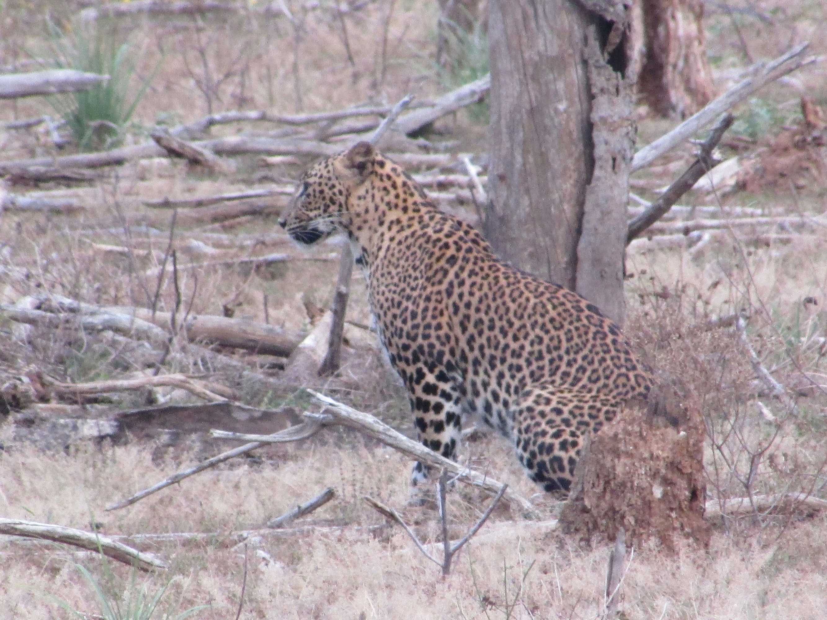 Gift card for Yala Avian Eye Safari Gift card for Yala Avian Eye Safari