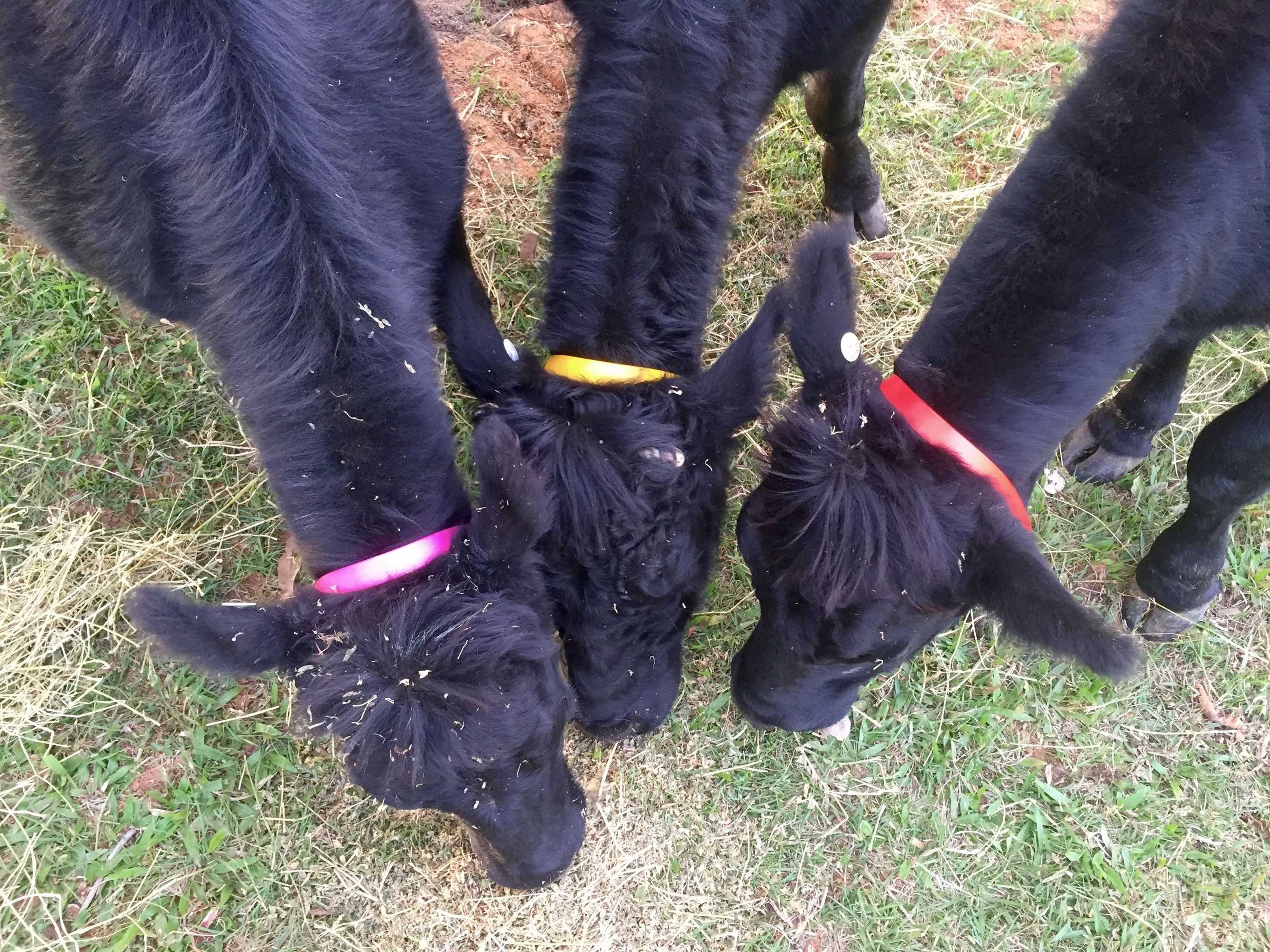 Gift card for Blackwattle Farm B&b And Farm Stay